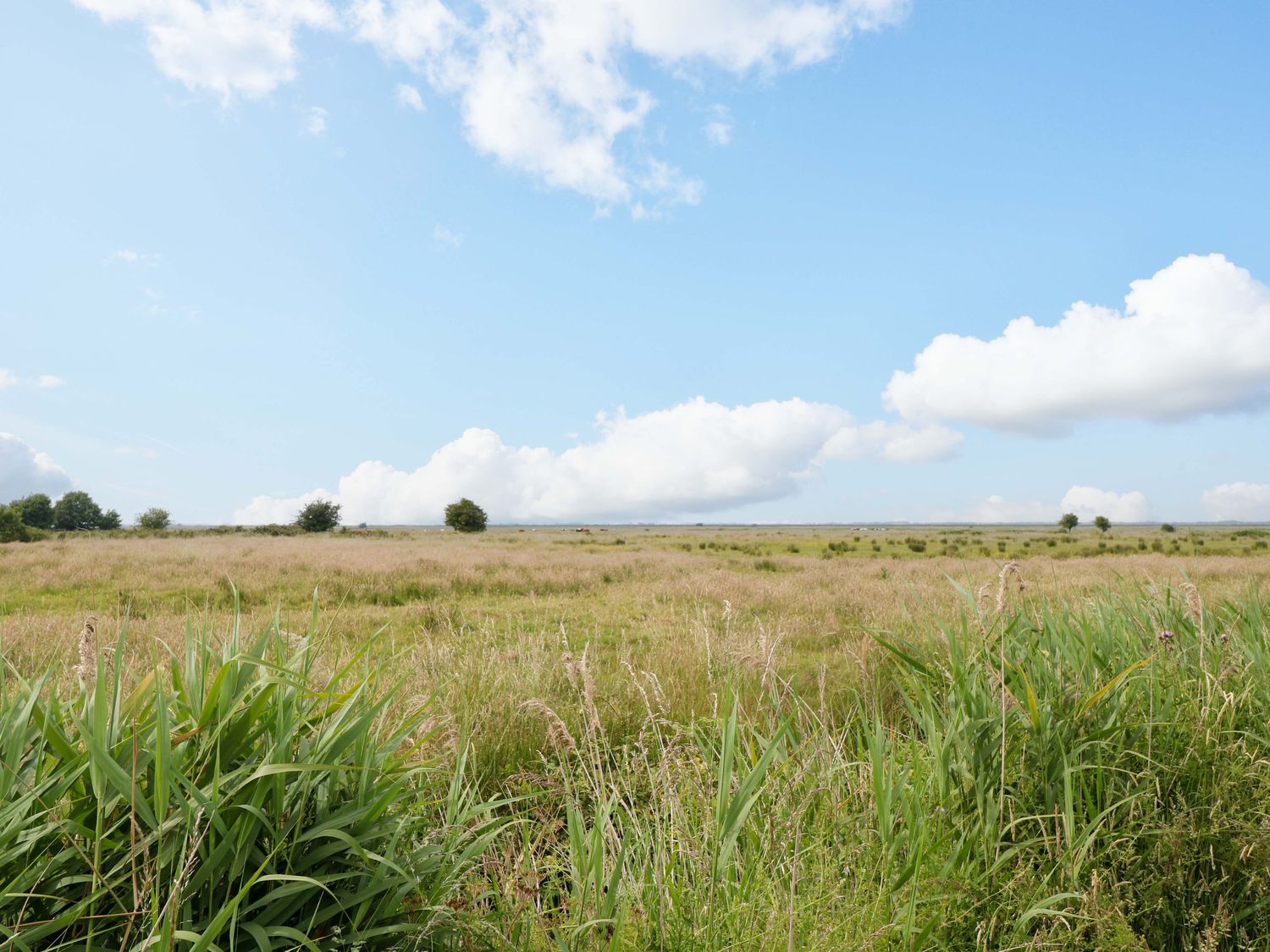 A landscape with grass and trees under a blue sky at Breydon Cottage in Bradwell near Gorleston-On-Sea