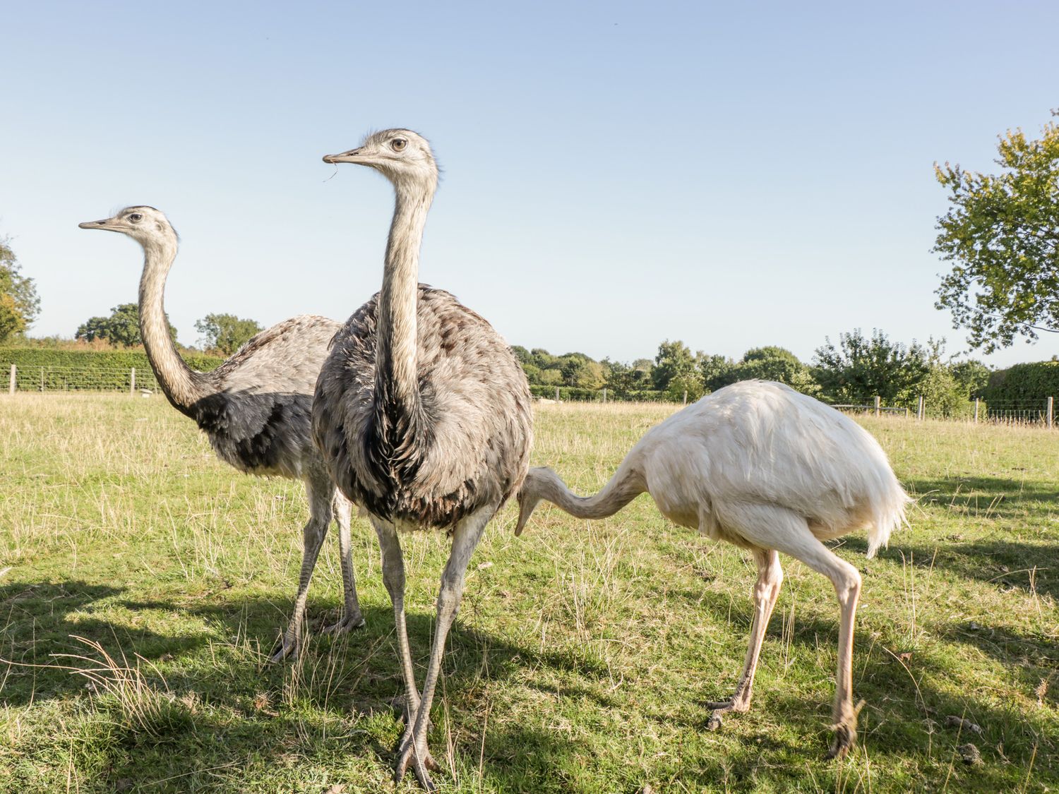 Three ostriches standing on grass in a field with trees and a fence in the background at The Barn in Draycot Cerne near Malmesbury