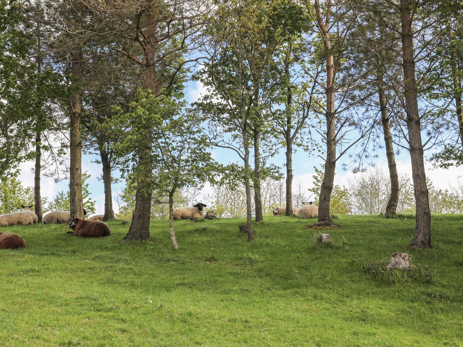 Sheep lying on grass among trees in a field at Bryn Eira Stables in Llanfair PG