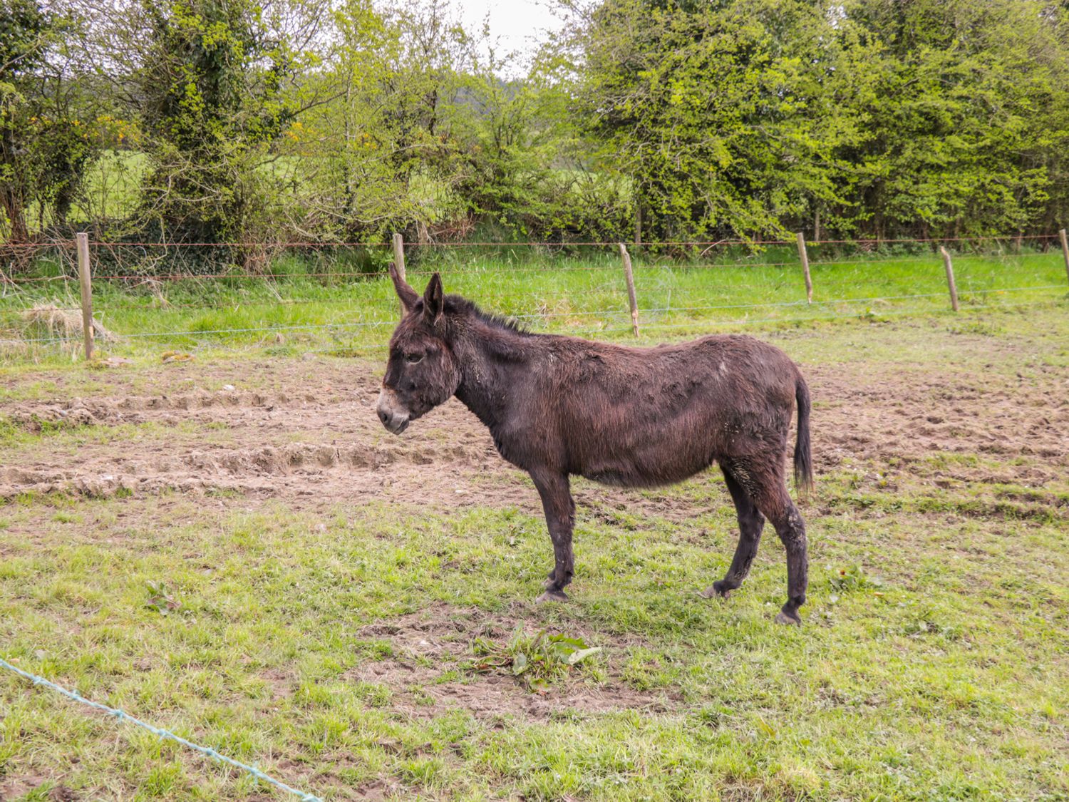 A donkey standing on grass and dirt near a wire fence with trees in the background at Sunset View in Keelogues near Glenamaddy County Galway