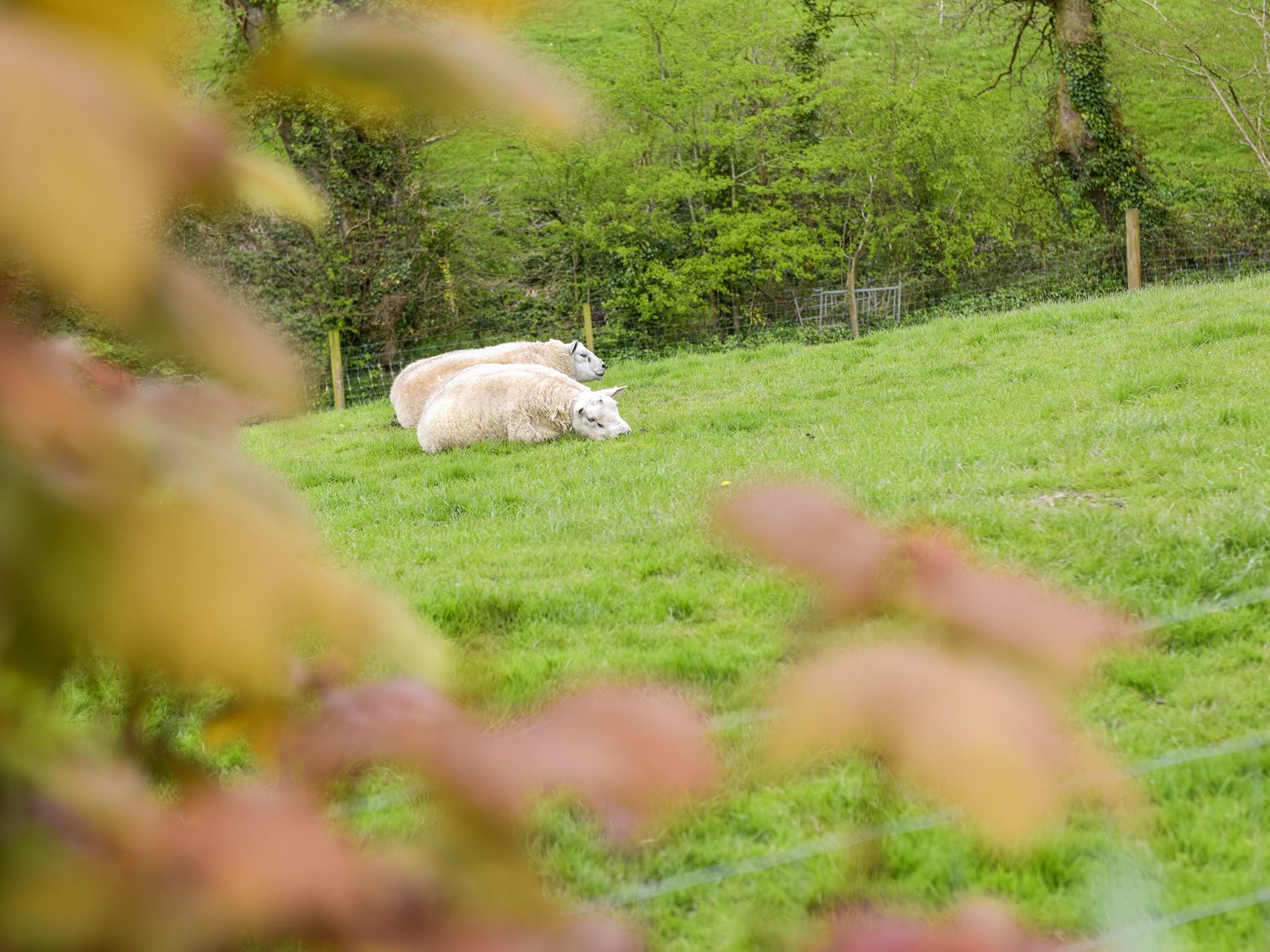 Mimi's Cottage                     photo 15