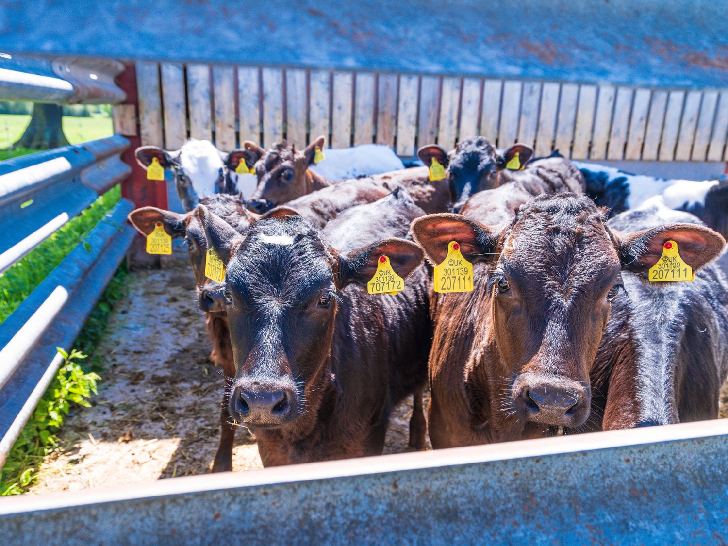 A group of calves with yellow ear tags in a metal pen at Top Style Orchard in Hallow