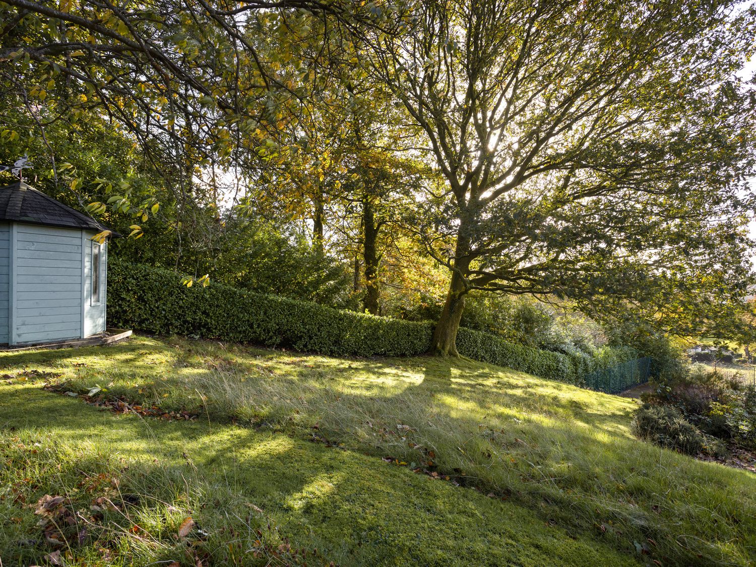 Cherry Trees photo 68