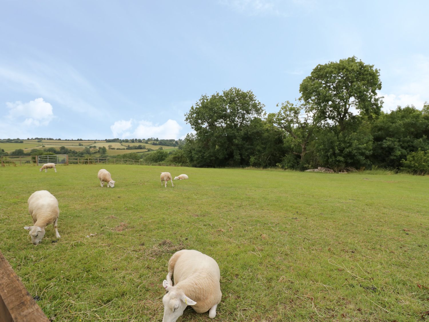A pasture with sheep grazing and resting near trees and hills at Holmer Farm Pudleston near Leominster