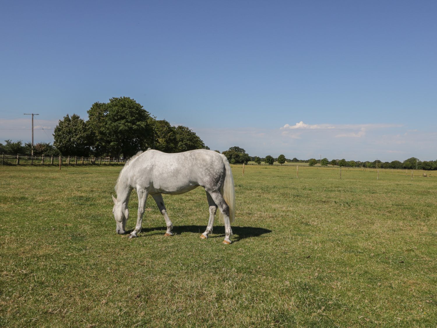 A white horse grazing in a fenced grassy field with trees and clear sky at Swallows 1 The Old Stables Stanton Harcourt near Witney