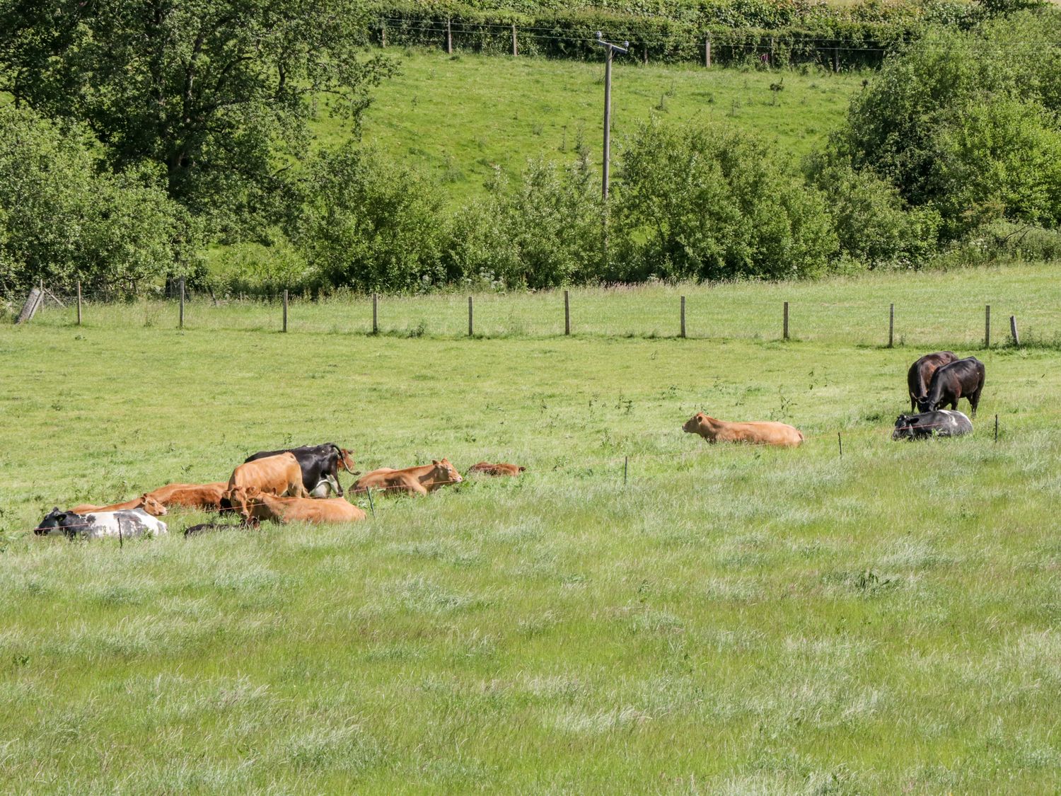 A field with cows lying and standing on grass near trees and a fence at Y Stabl in Llanddoged near Llanrwst