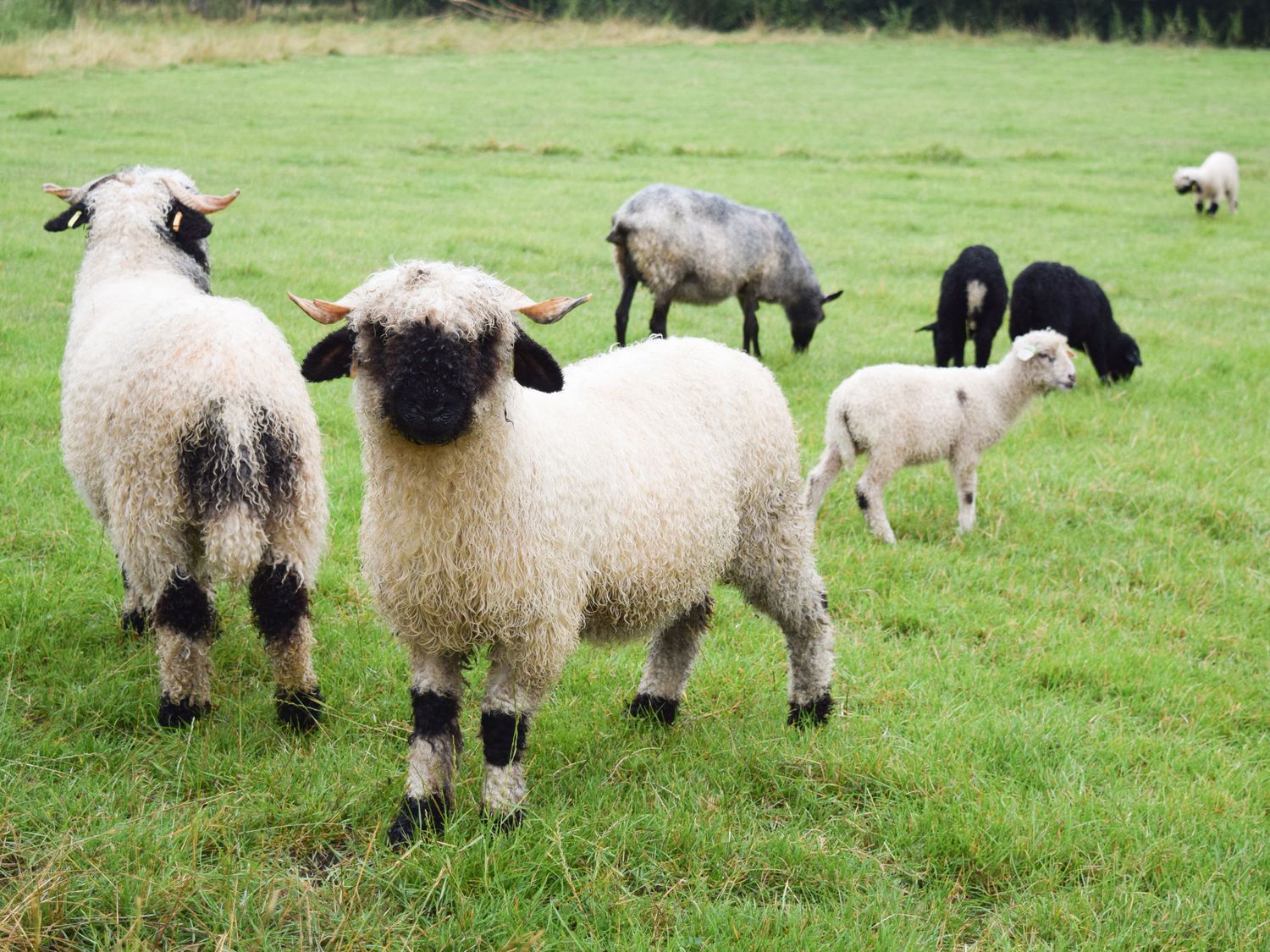 Sheep grazing in a grassy field with a line of trees in the background