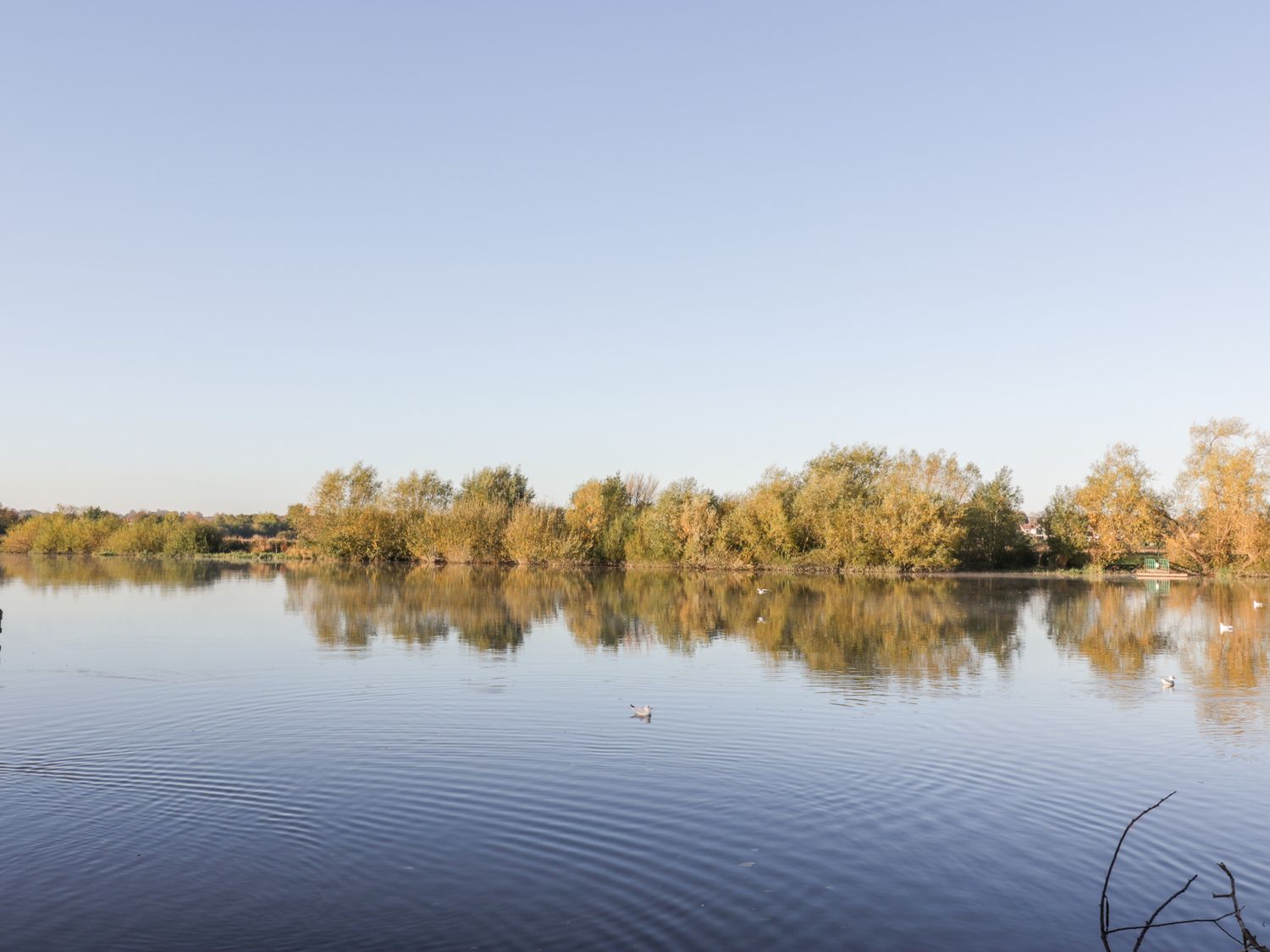 A lake with trees along the shore and birds on the water at Ivy Cottage in Chester