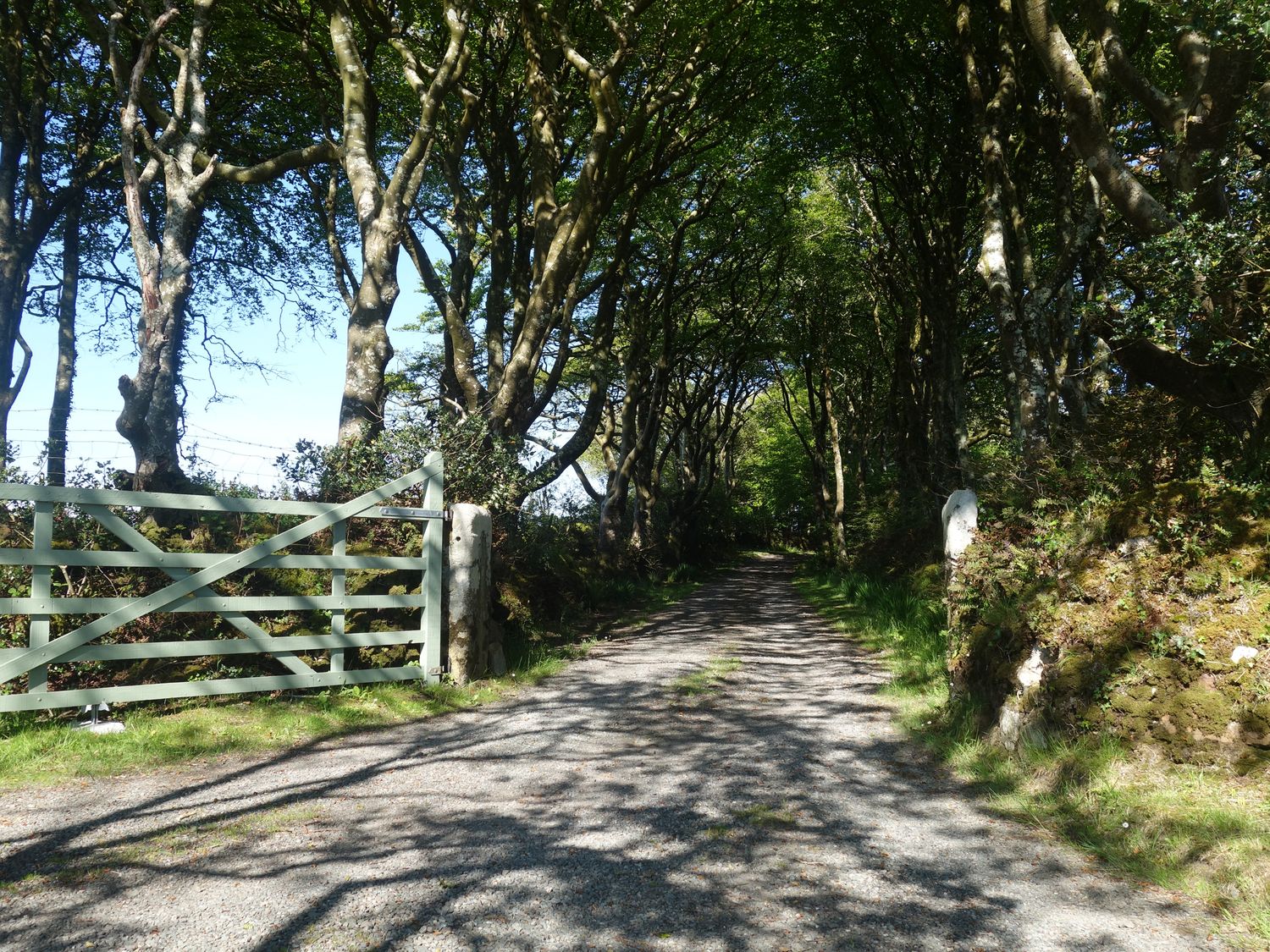 A dirt road flanked by trees with a wooden gate on the left at Beech Cottage in Warbstow