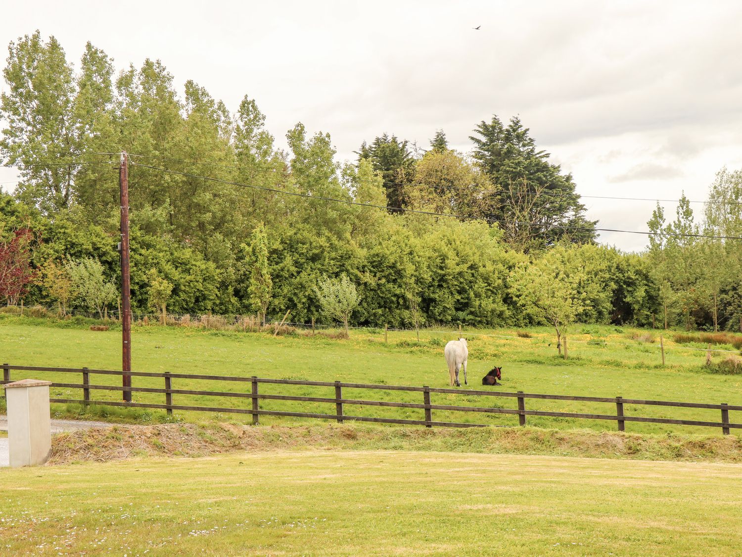 A green field with a white horse and a dark foal near a wooden fence with trees in the background at Daisys Cottage in Knockreagh near Listowel County Kerry