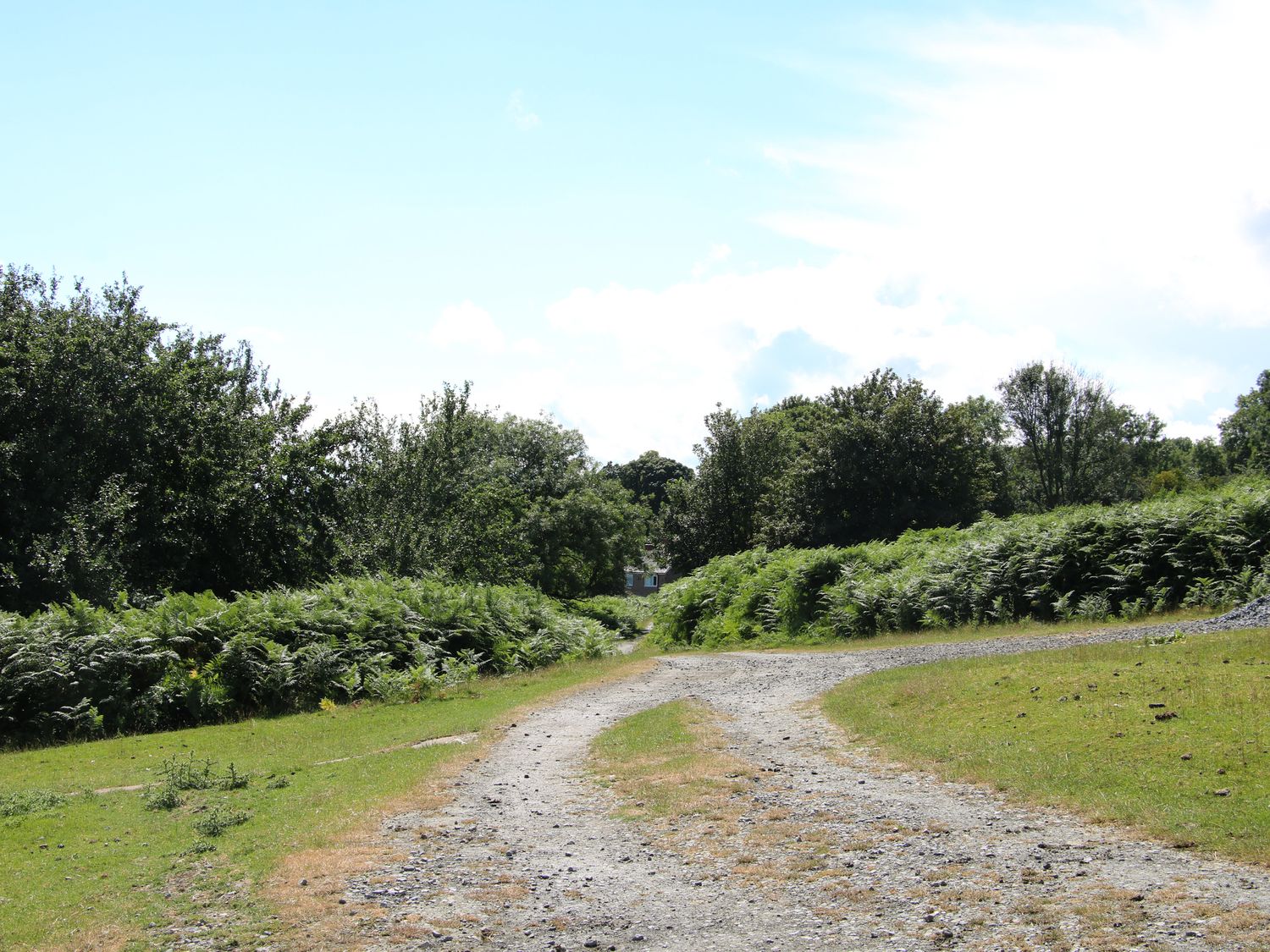 A dirt path splitting into two with green bushes and trees on both sides at Sunnyside in Bircher Common near Yarpole