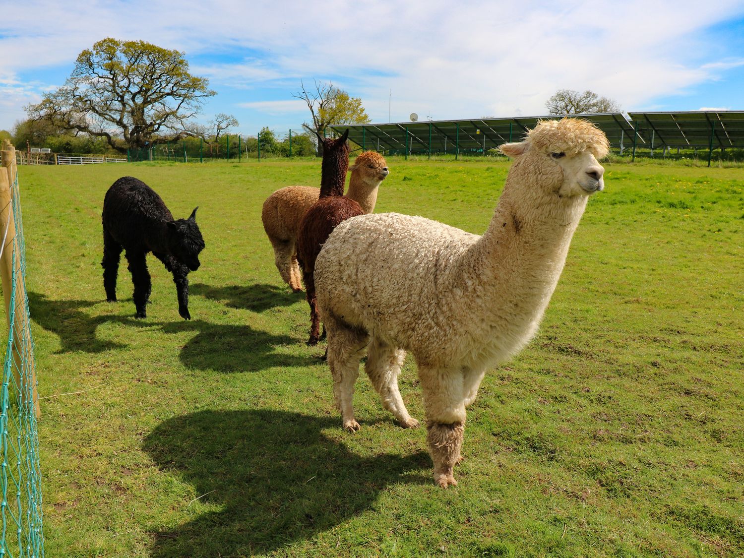 A group of four alpacas standing in a grassy fenced field with trees and solar panels in the background at The Mill Wheel in Doveridge