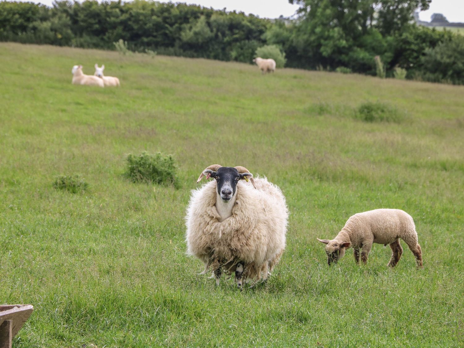 A sheep and a lamb grazing in a pasture at 12 Claremont Falls Polperro