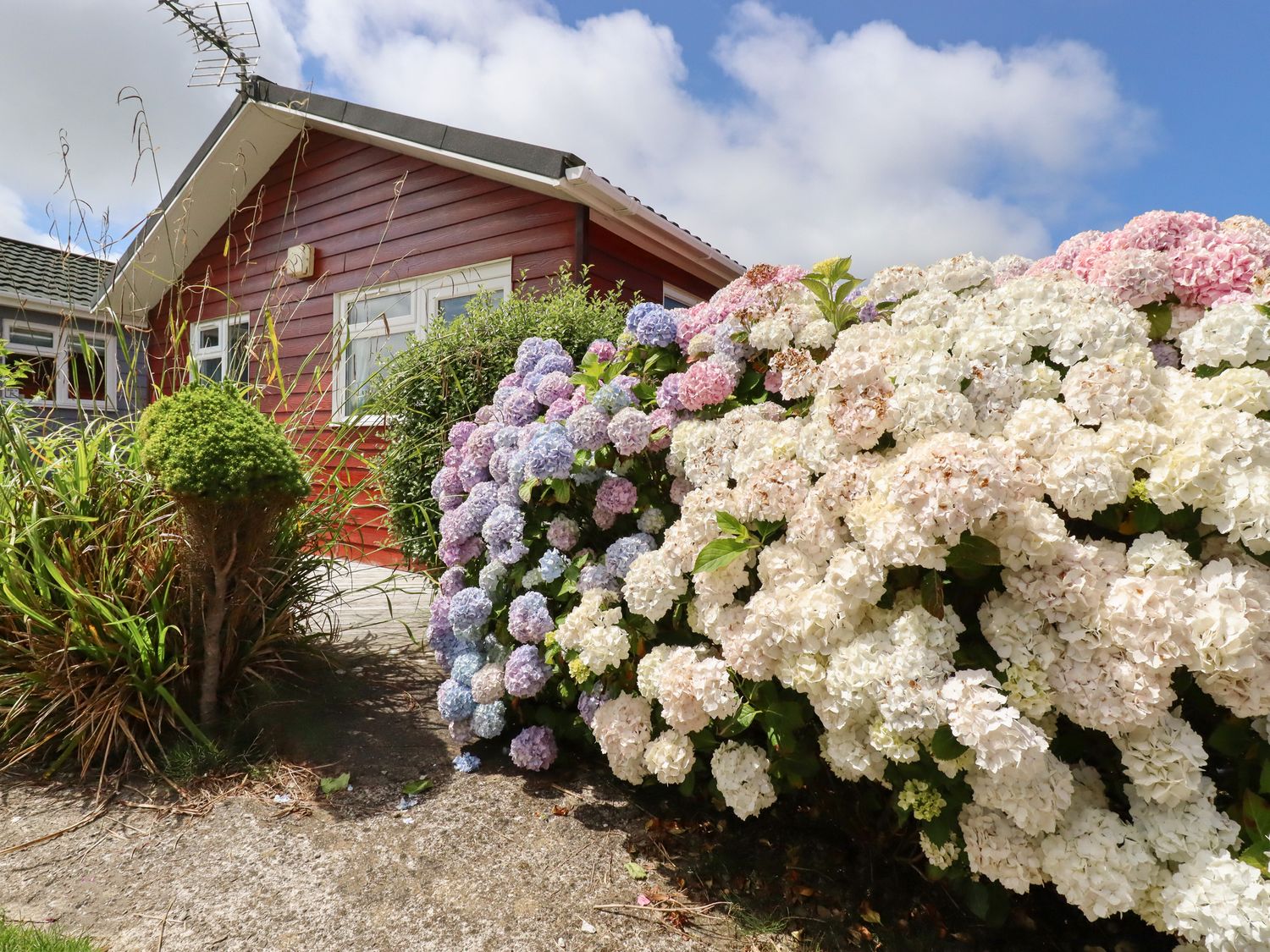 A garden with hydrangea flowers and a red wooden house with white windows under a blue sky at Trevone - Chalet 130 in St Merryn near Padstow