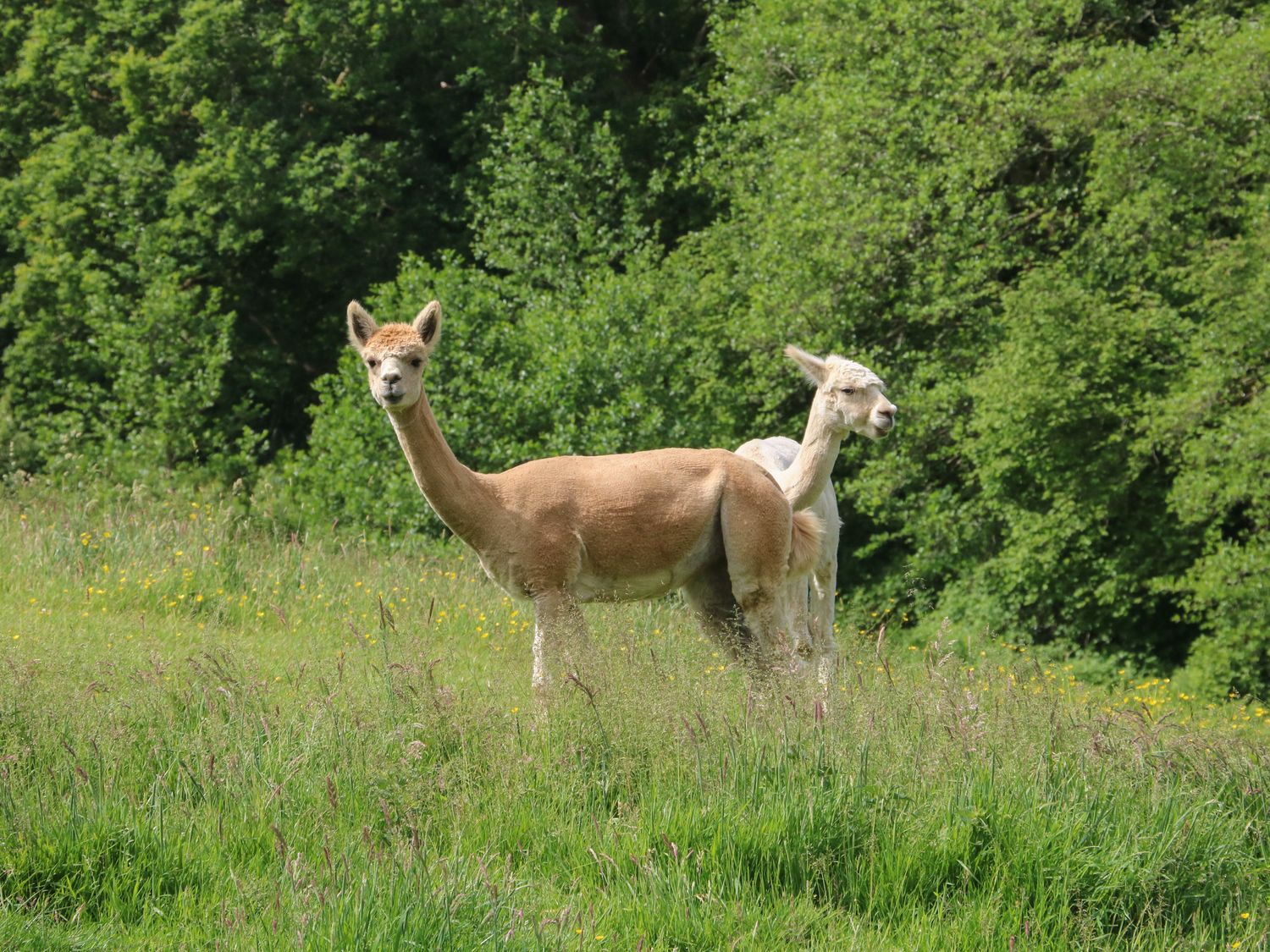 Two alpacas standing in a grassy field with trees in the background at The Cabin, Lowley Brook Farm Rezare near Launceston