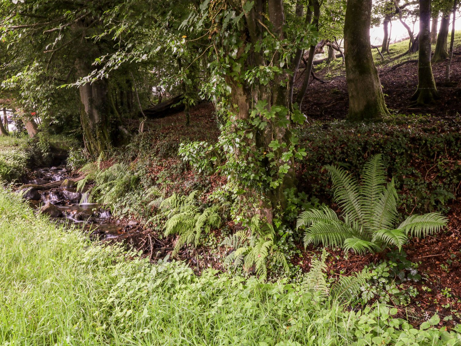 A small stream running through a wooded area with trees ferns and grass at Lavender Lodge in St Ann's Chapel Cornwall