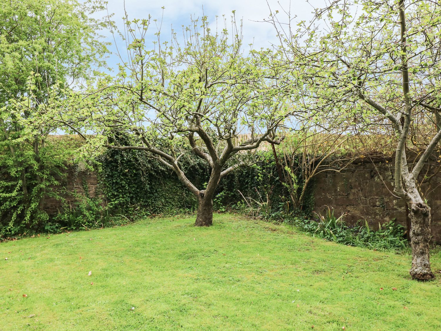 A garden with grass and two trees in front of a stone wall covered with ivy at The Cider Loft in Whitchurch Herefordshire