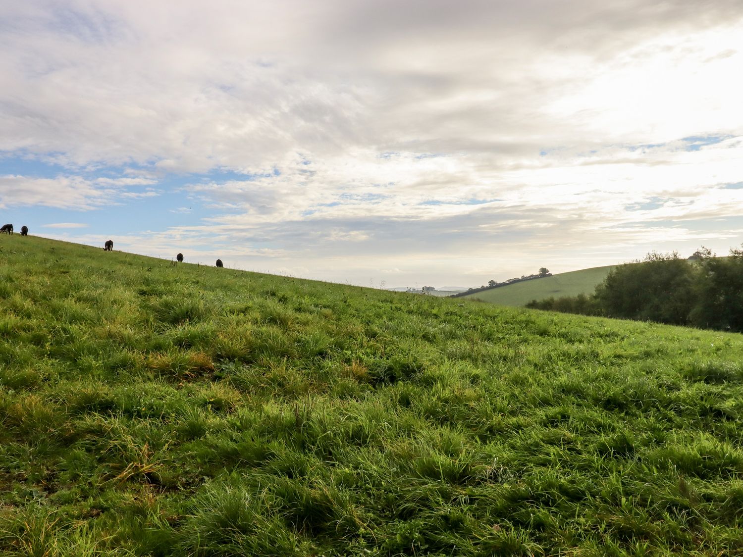 A grassy field with a few cows grazing on a hill under a partly cloudy sky at 1 Caddaford Barns in Buckfastleigh