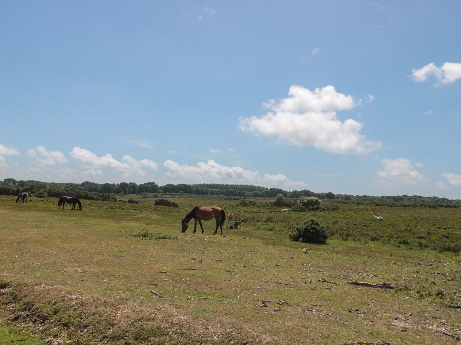 Open grassland with several horses grazing under a blue sky at 7 Church Lane in Lymington