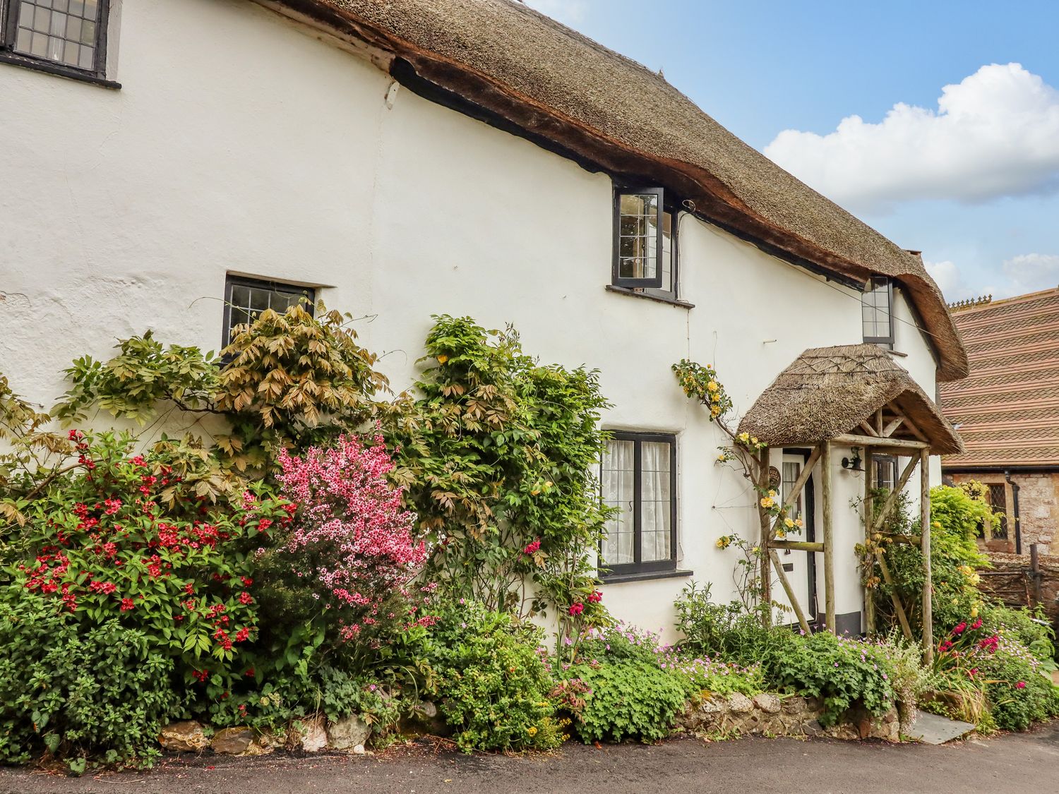 A white cottage with a thatched roof and flowering plants along the front at Rose Cottage in Holcombe in Teignmouth