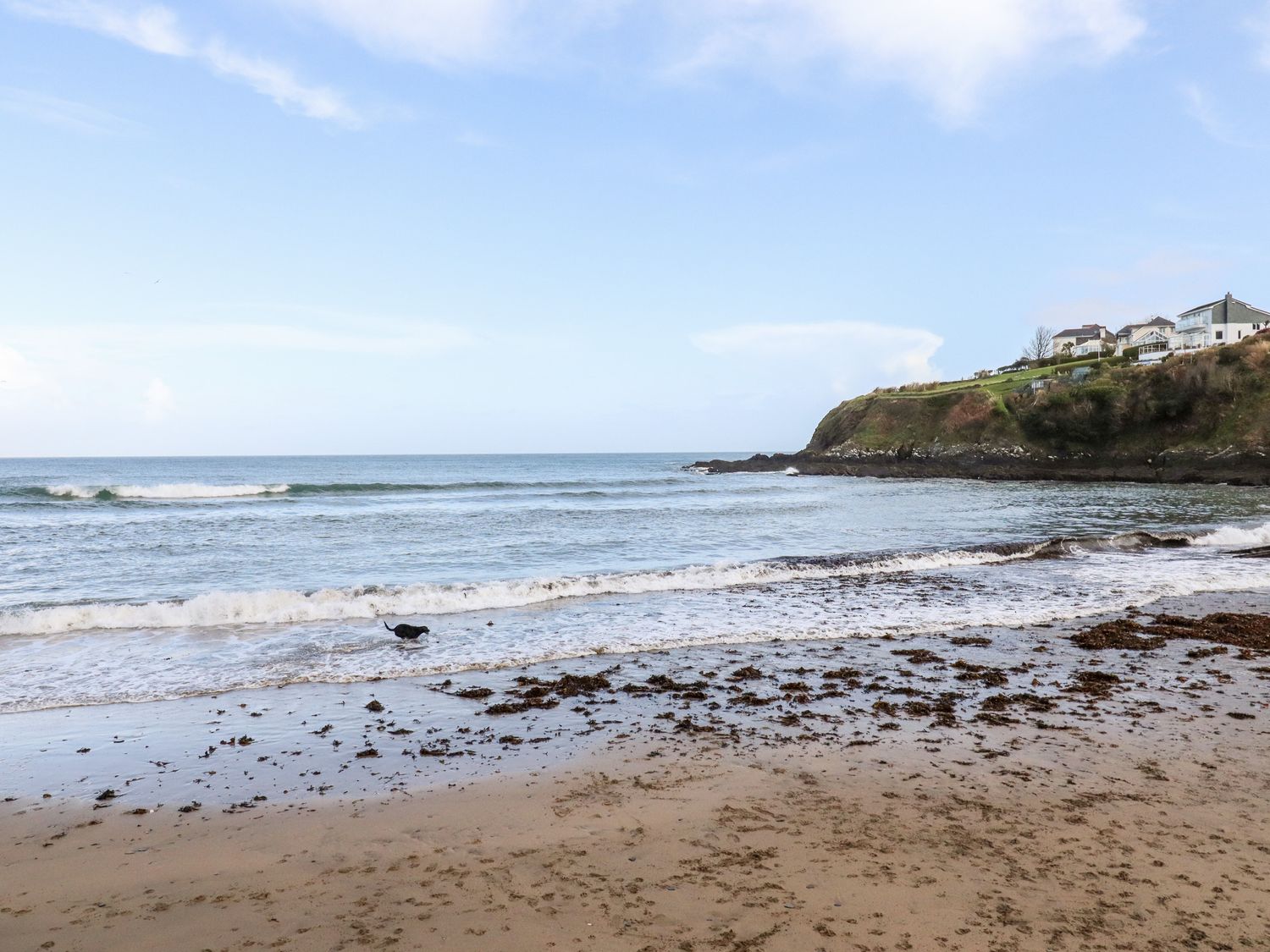 A sandy beach with seaweed a dog near the shore and houses on a cliff at EdyVean in Portmellon near Mevagissey