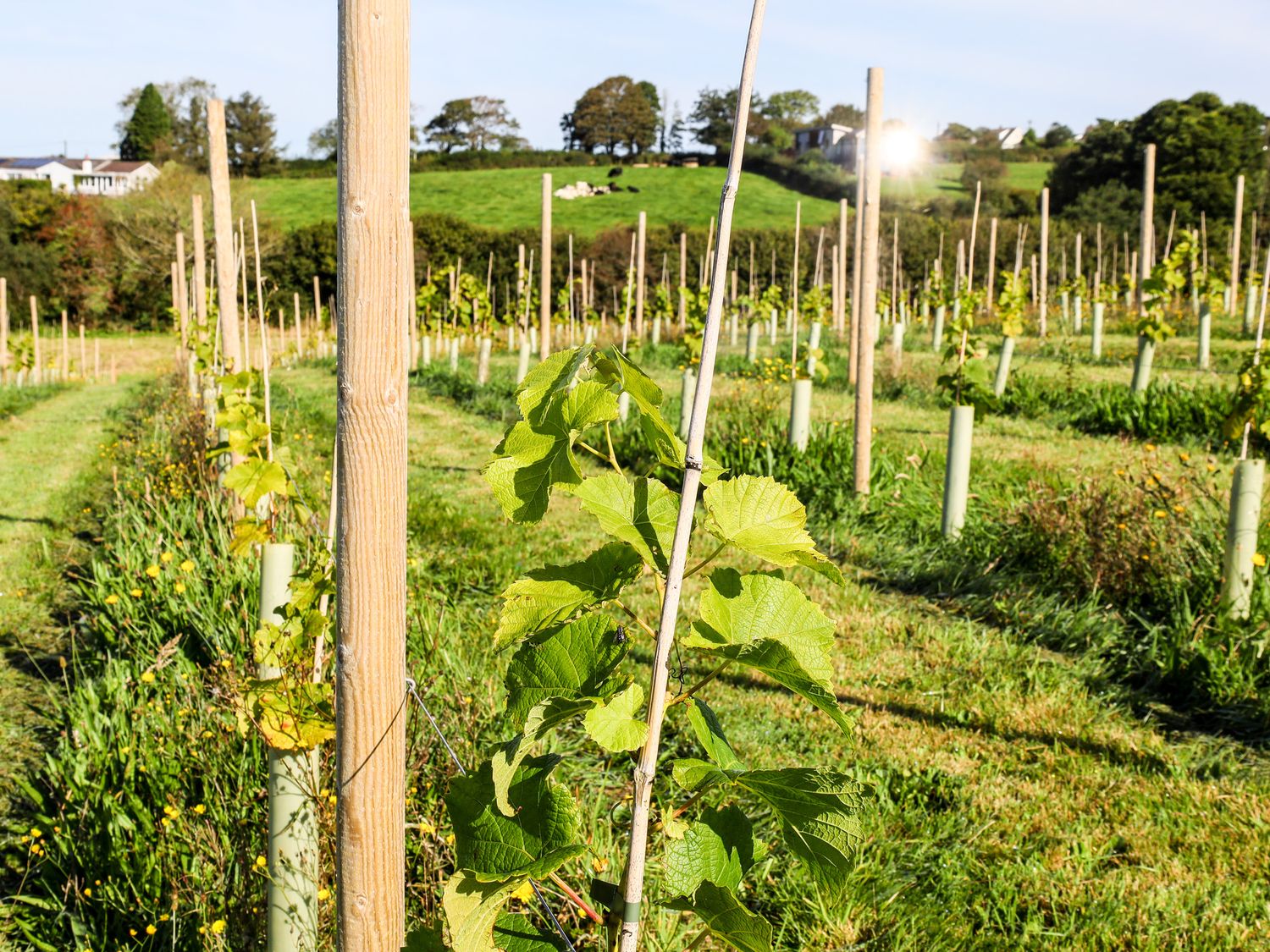 A vineyard with green plants growing along supported wooden stakes in a field with hills in the background at Wheel Cottage in Pelynt