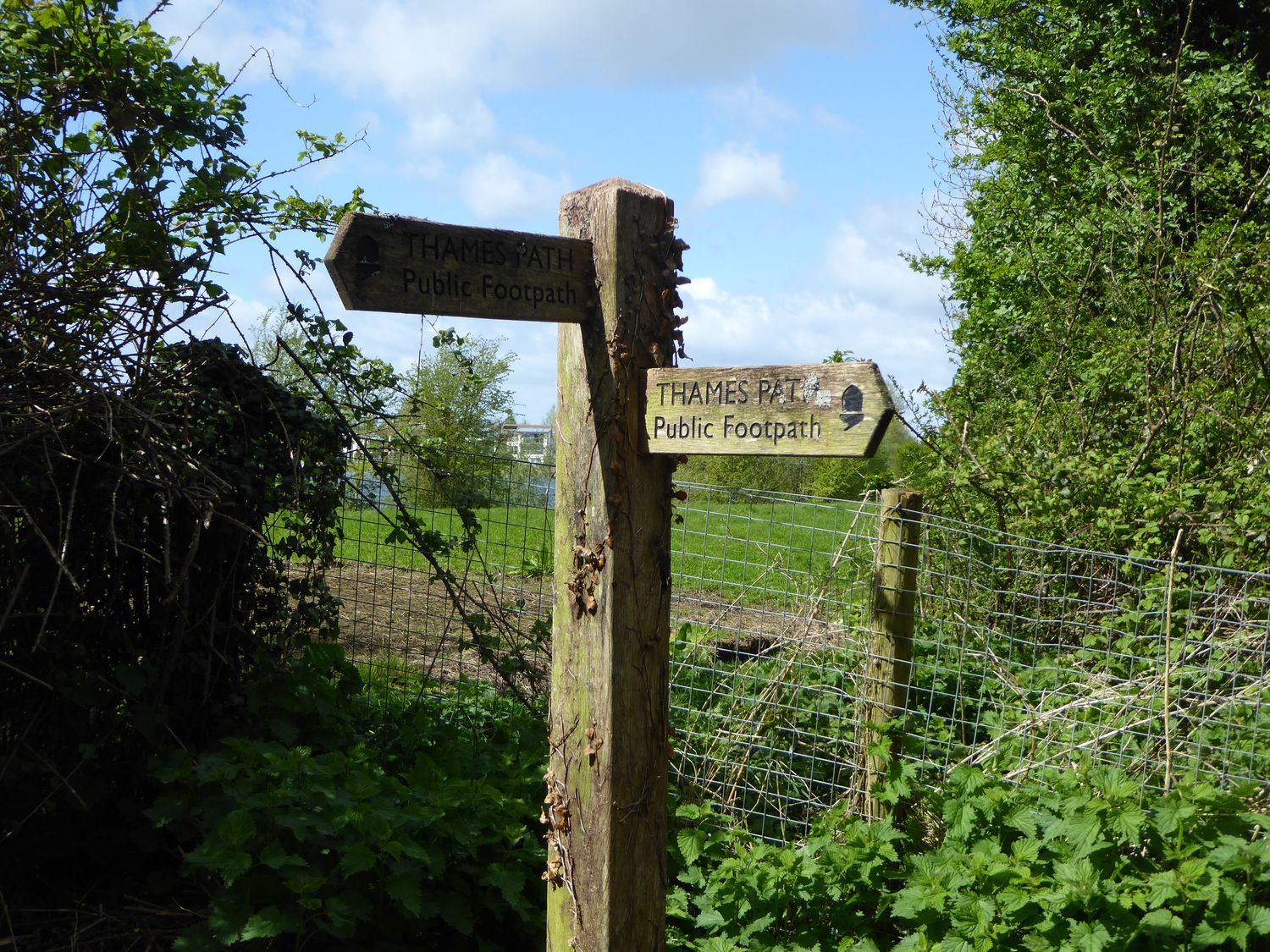 A wooden signpost with two signs pointing in opposite directions for Thames Path public footpath surrounded by greenery and a wire fence