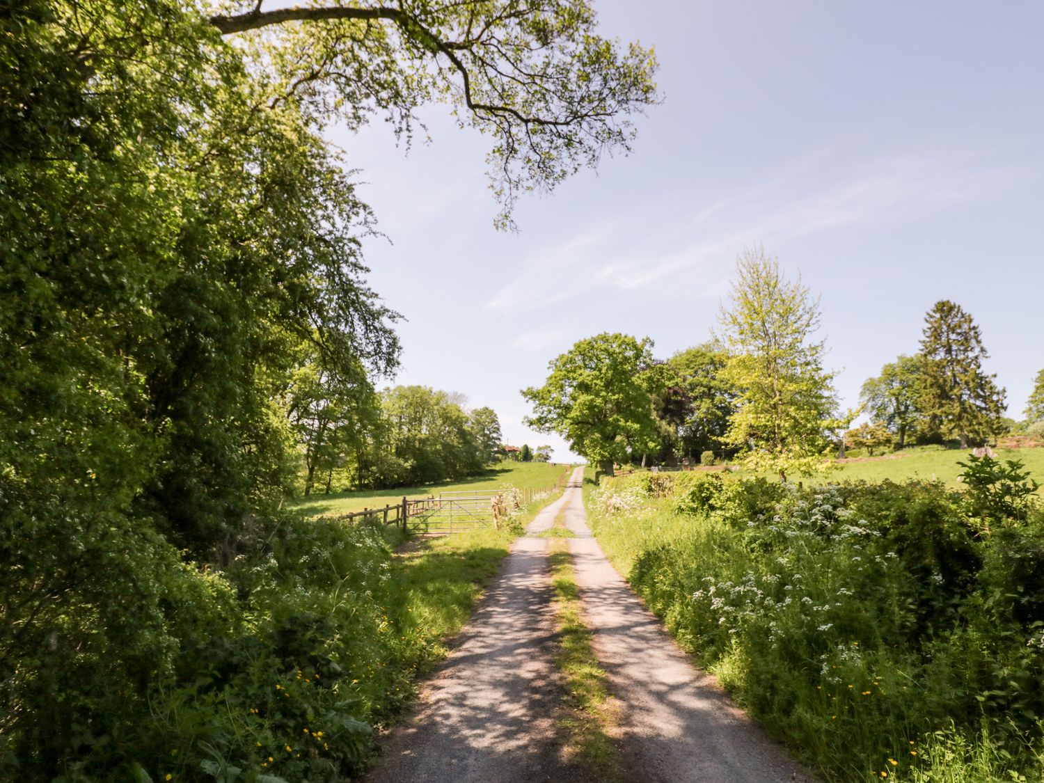 A country lane with grass and trees on both sides at Rock Cottage in Hatfield near Tenbury Wells