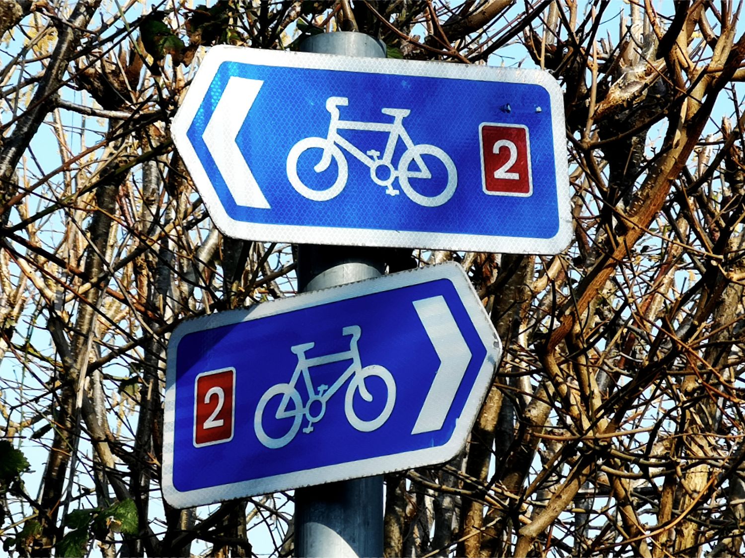 Two blue bicycle route signs pointing left and right with number 2 on a metal pole in front of leafless trees at Farriers Retreat in Budleigh Salterton