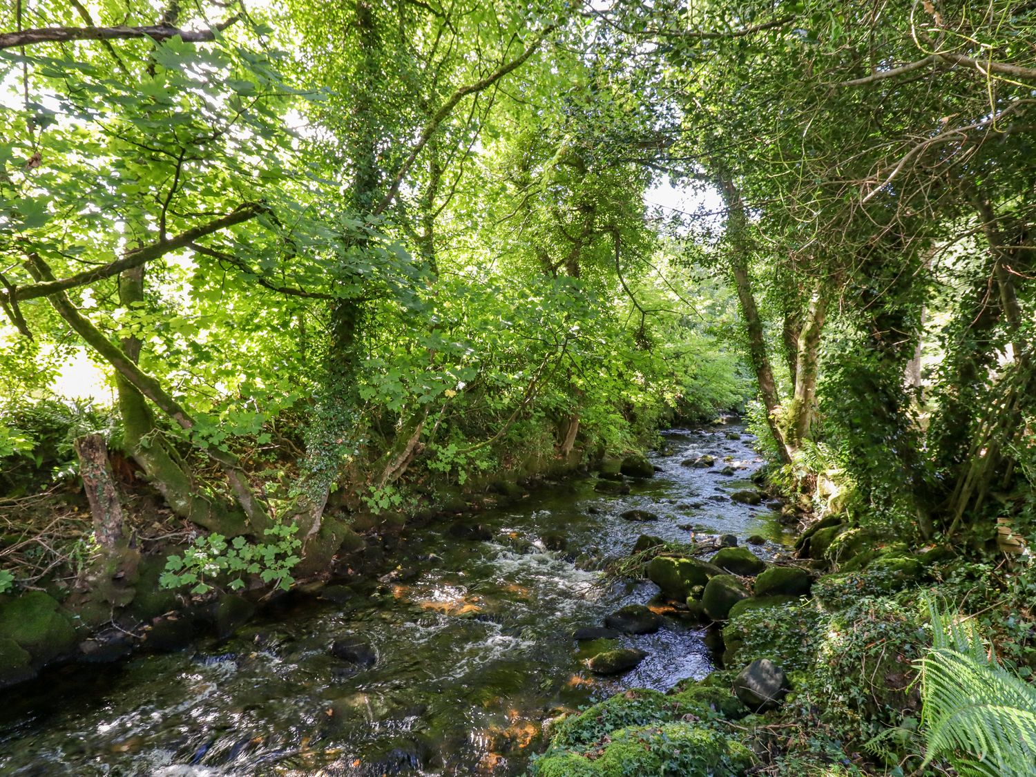Taw River View                     photo 29