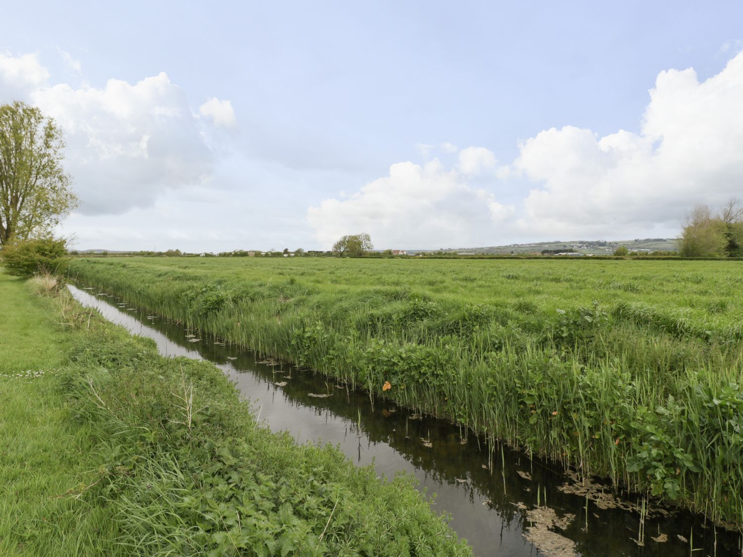 A grassy field with a narrow water channel and trees in the distance at Owls Retreat in Brean