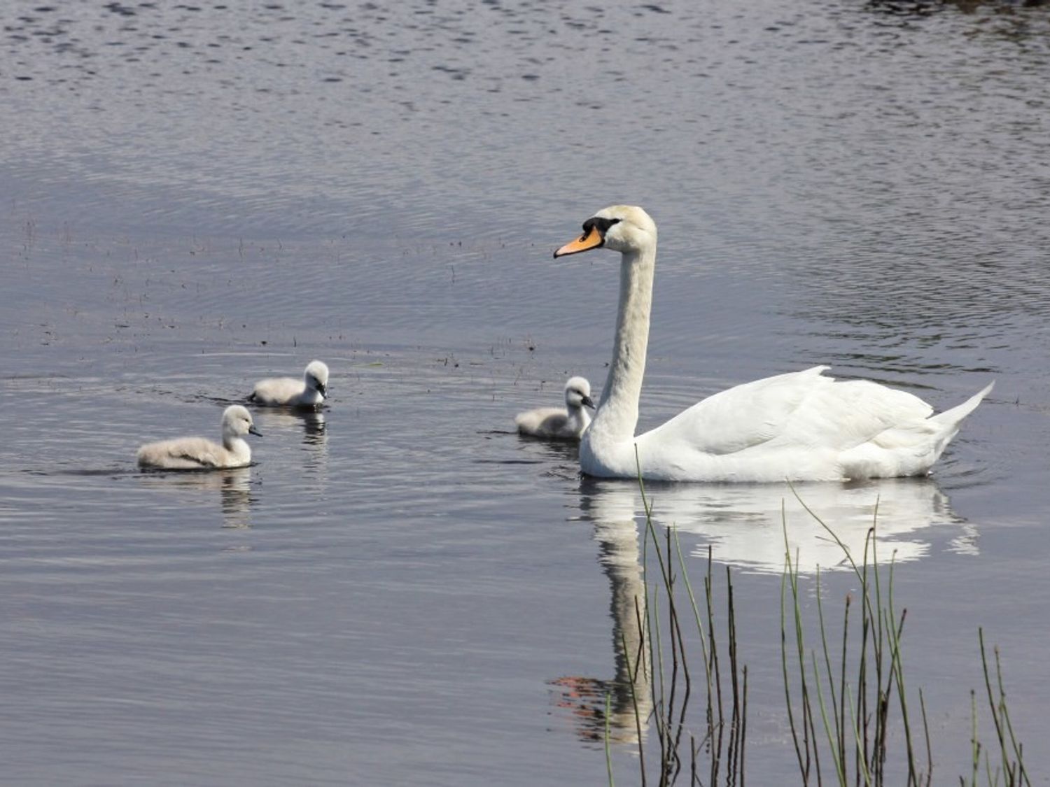 A swan with three cygnets swimming in a body of water
