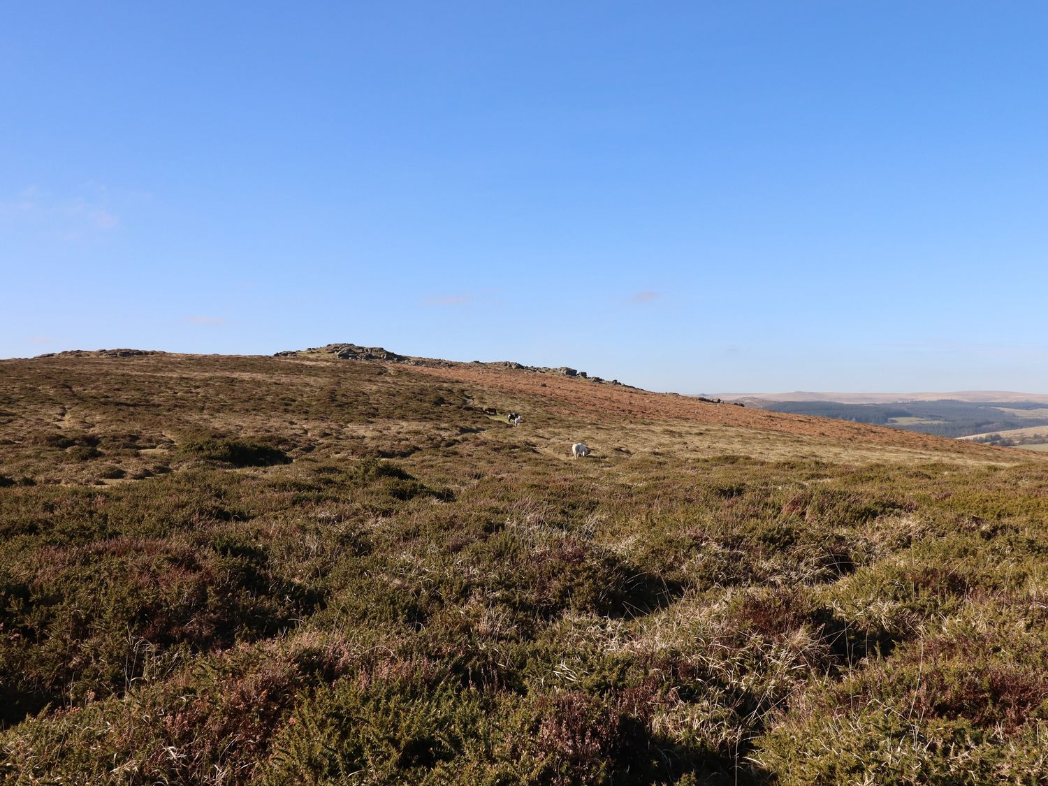 A hillside covered with grass and shrubs under a clear blue sky at Beckaford View in Manaton near Ilsington