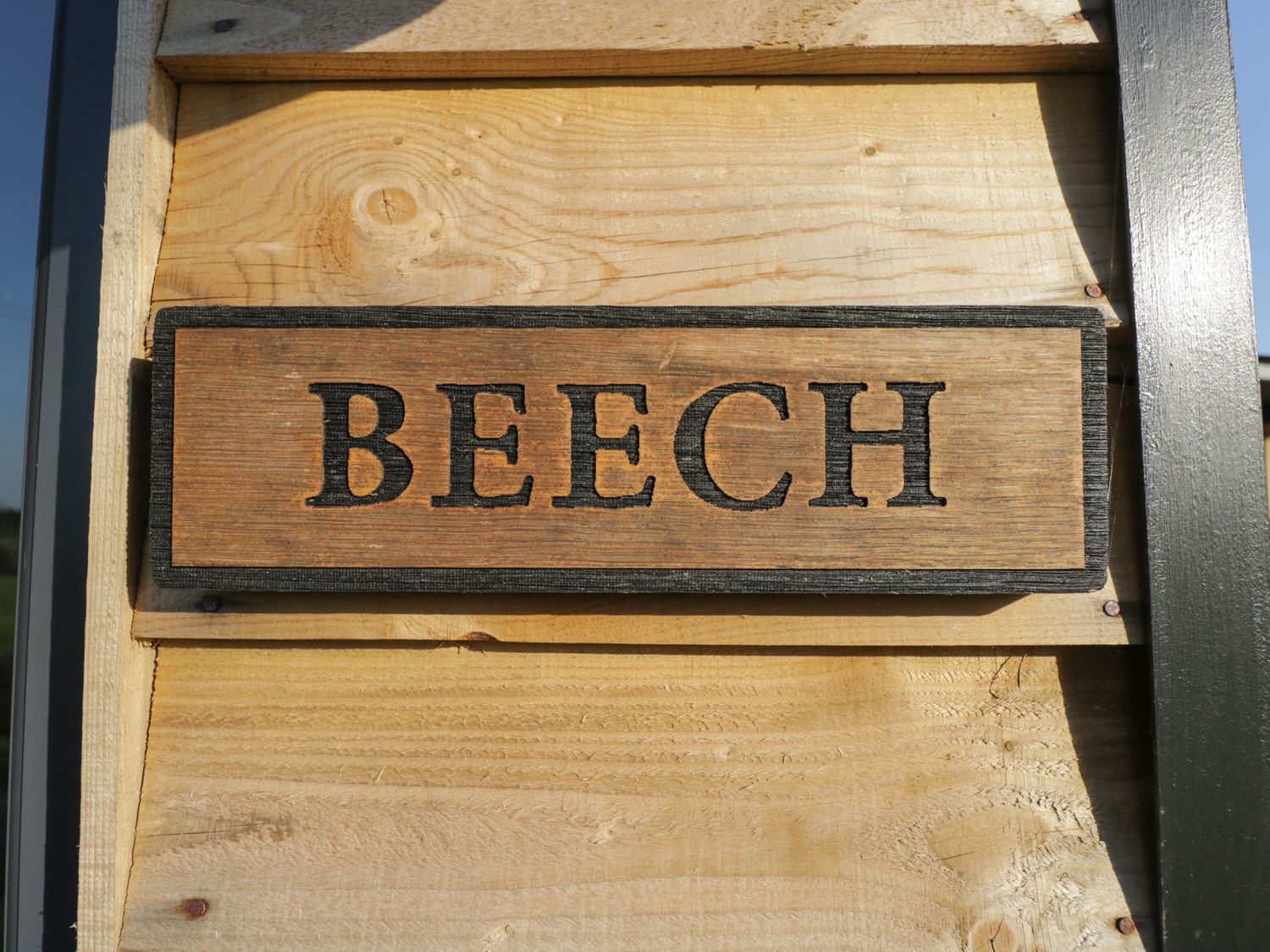Beech                     photo 2
