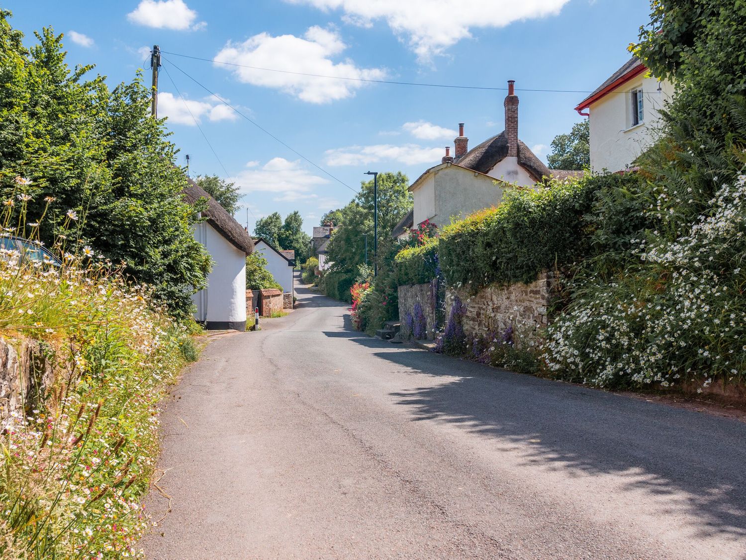A narrow road lined with white houses and green hedges under a blue sky at Sunday Cottage in North Tawton