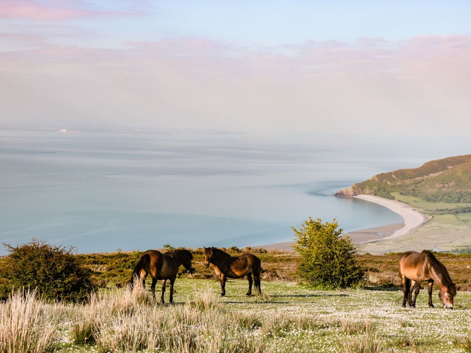 Three horses grazing on grass near bushes with a beach and ocean in the background at Wendys Cottage in Minehead
