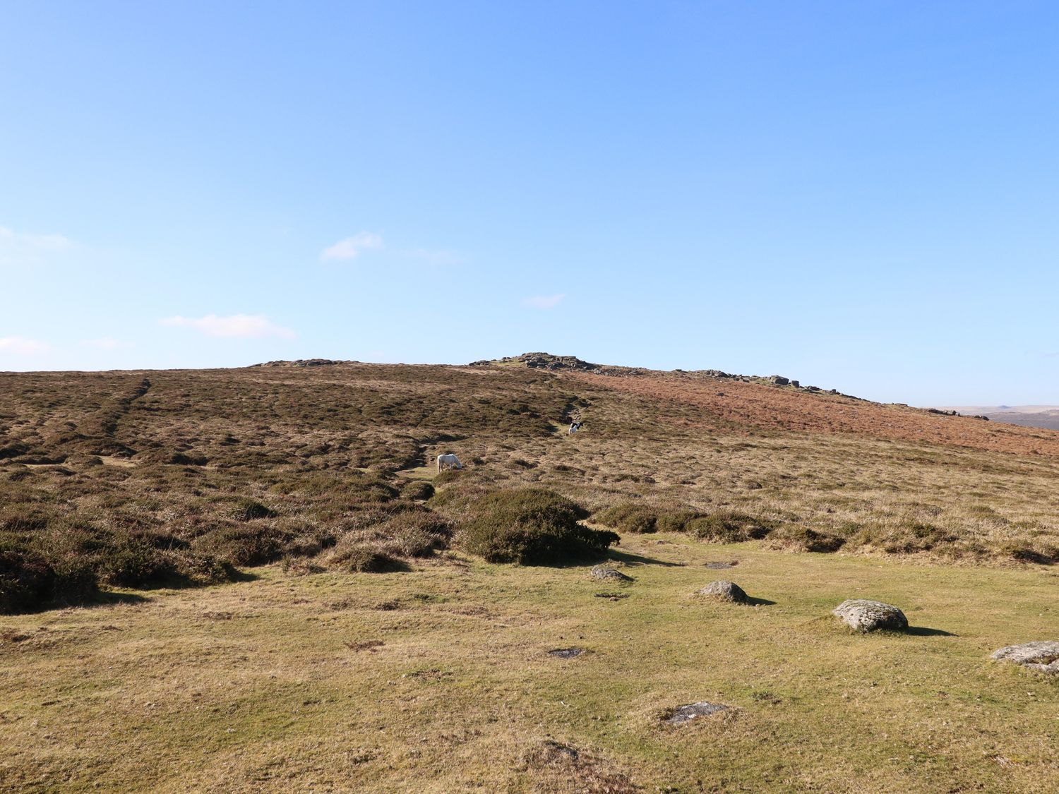 A grass and shrub covered hillside with rocks and a clear sky at Cob Cottage in Bovey Tracey