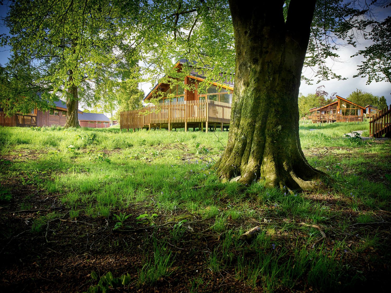 Forest of Dean Meadow - Golden Oak - Cotswolds - 1146803 - photo 1