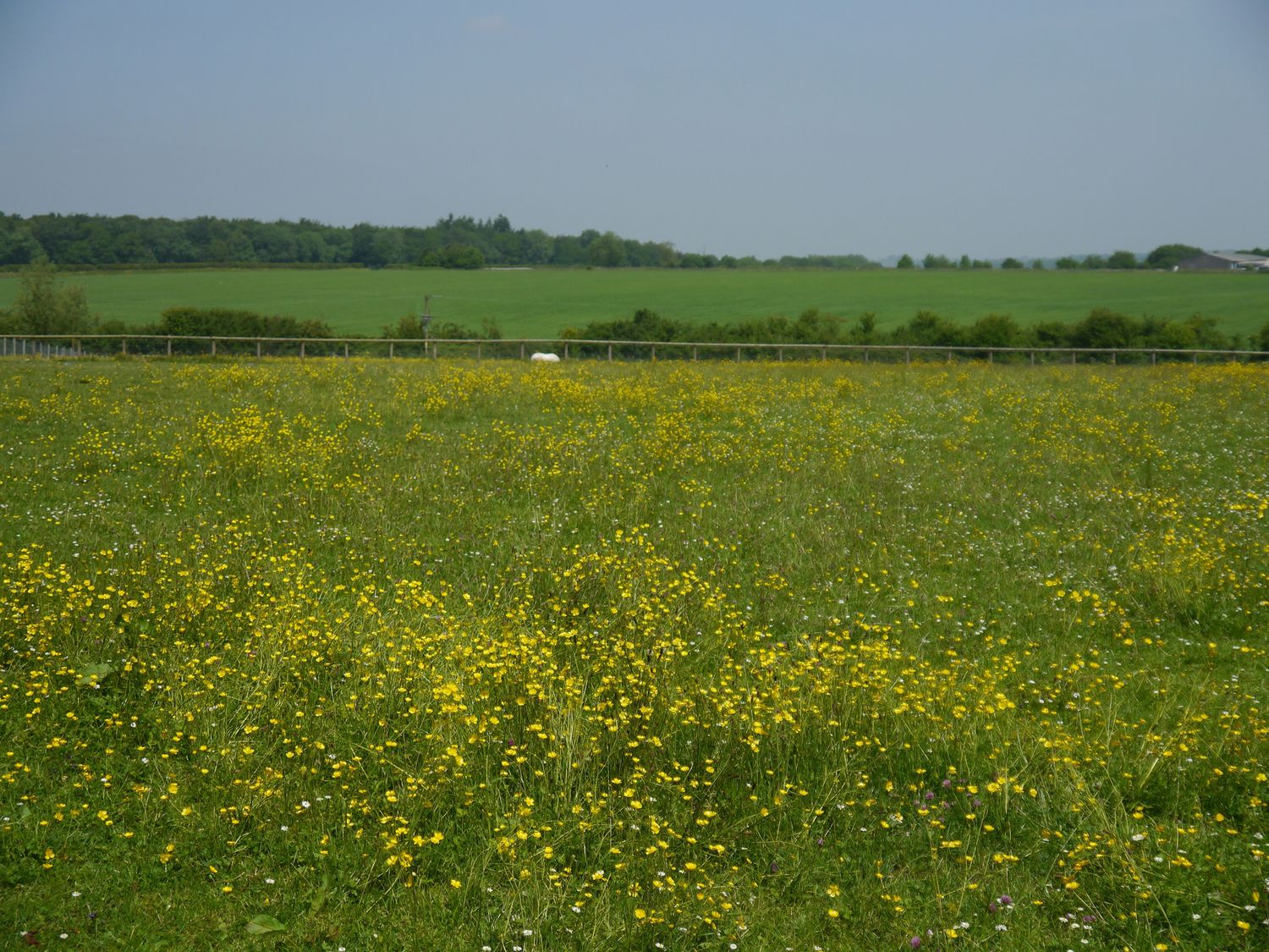 A field with yellow wildflowers and green grass with trees and a fence in the background at The Little White Cottage in Milton-Under-Wychwood