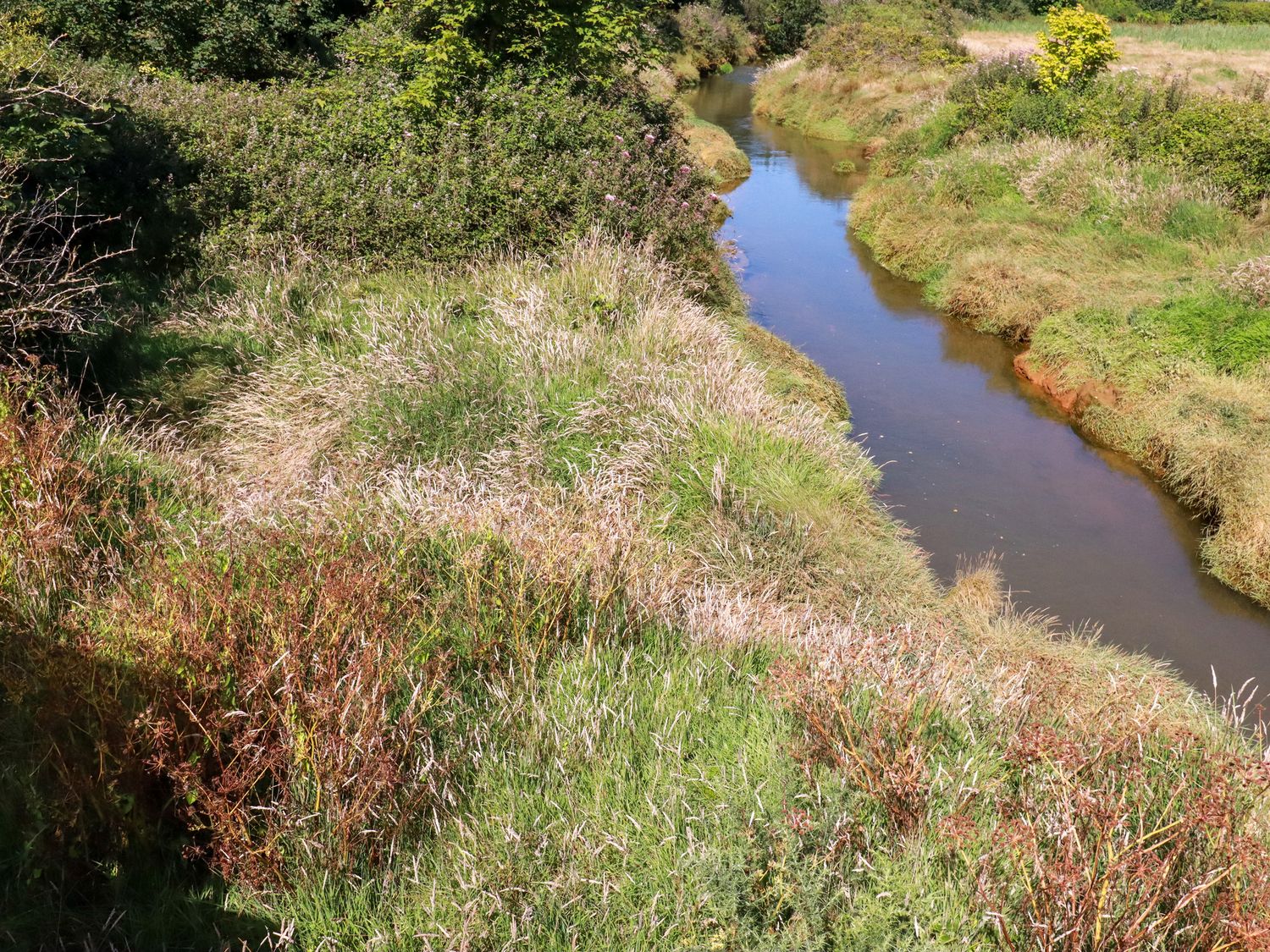 A narrow river flowing through grass and bushes at Carnon Gwel Devoran between Falmouth and Truro