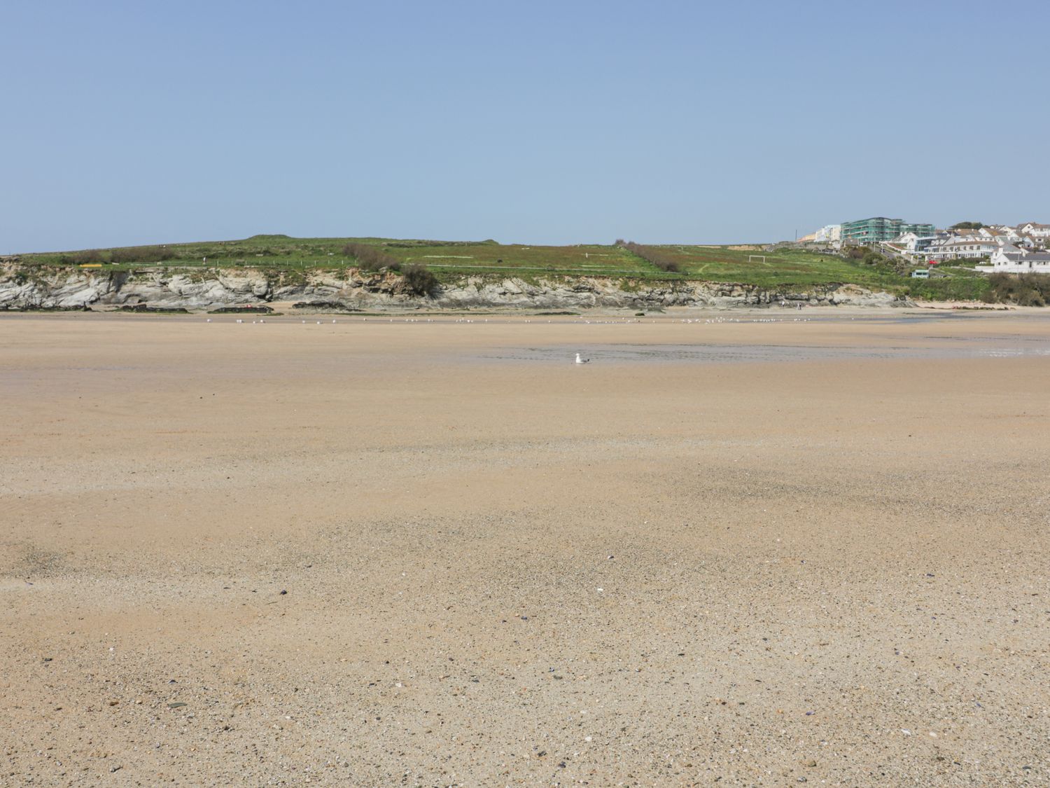 A sandy beach with a few seagulls and a grassy hill with buildings in the background at The Nook in Newquay