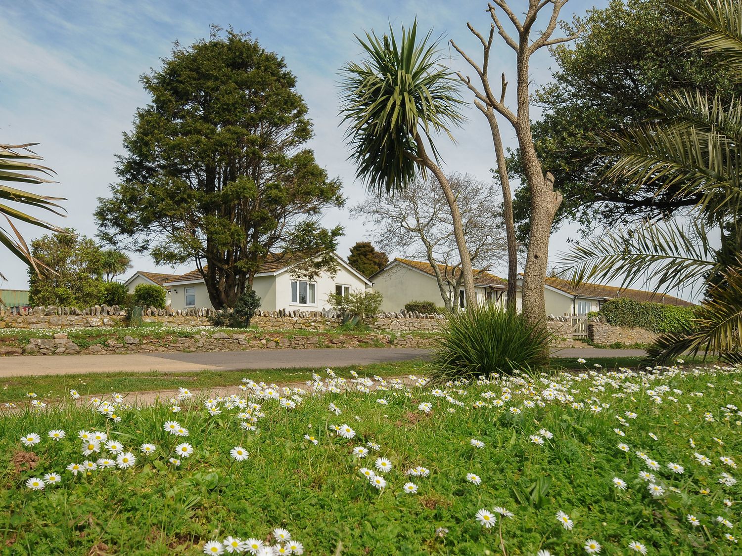 A garden with white daisies palm trees and residential houses behind a stone wall at Chalet 33 at Landscove Holiday Park in Brixham