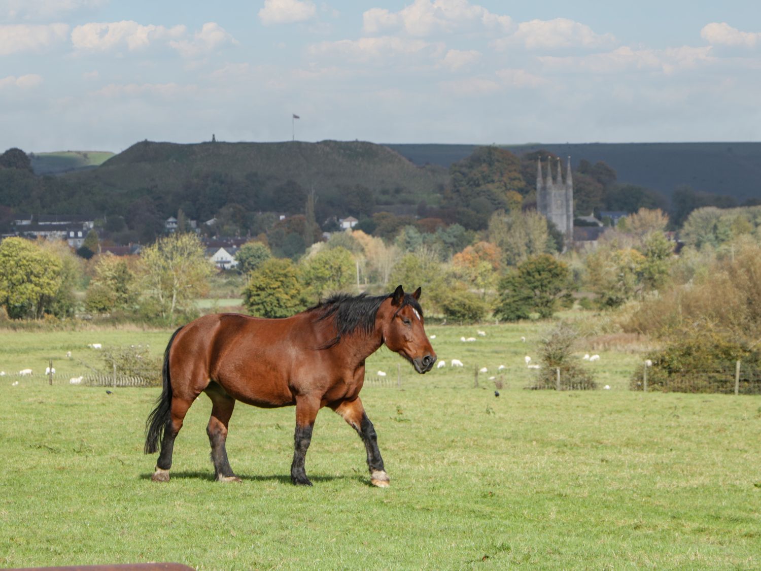 A brown horse standing in a green field with trees and a church in the background at Doubletree Cottage in Swainsford near Mere
