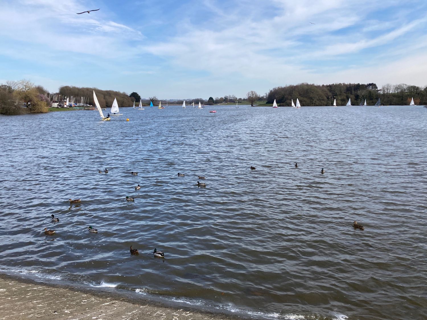 A lake with ducks swimming and sailboats on the water with trees in the background at Hyde cottage in Sutton Bingham near Yeovil Somerset