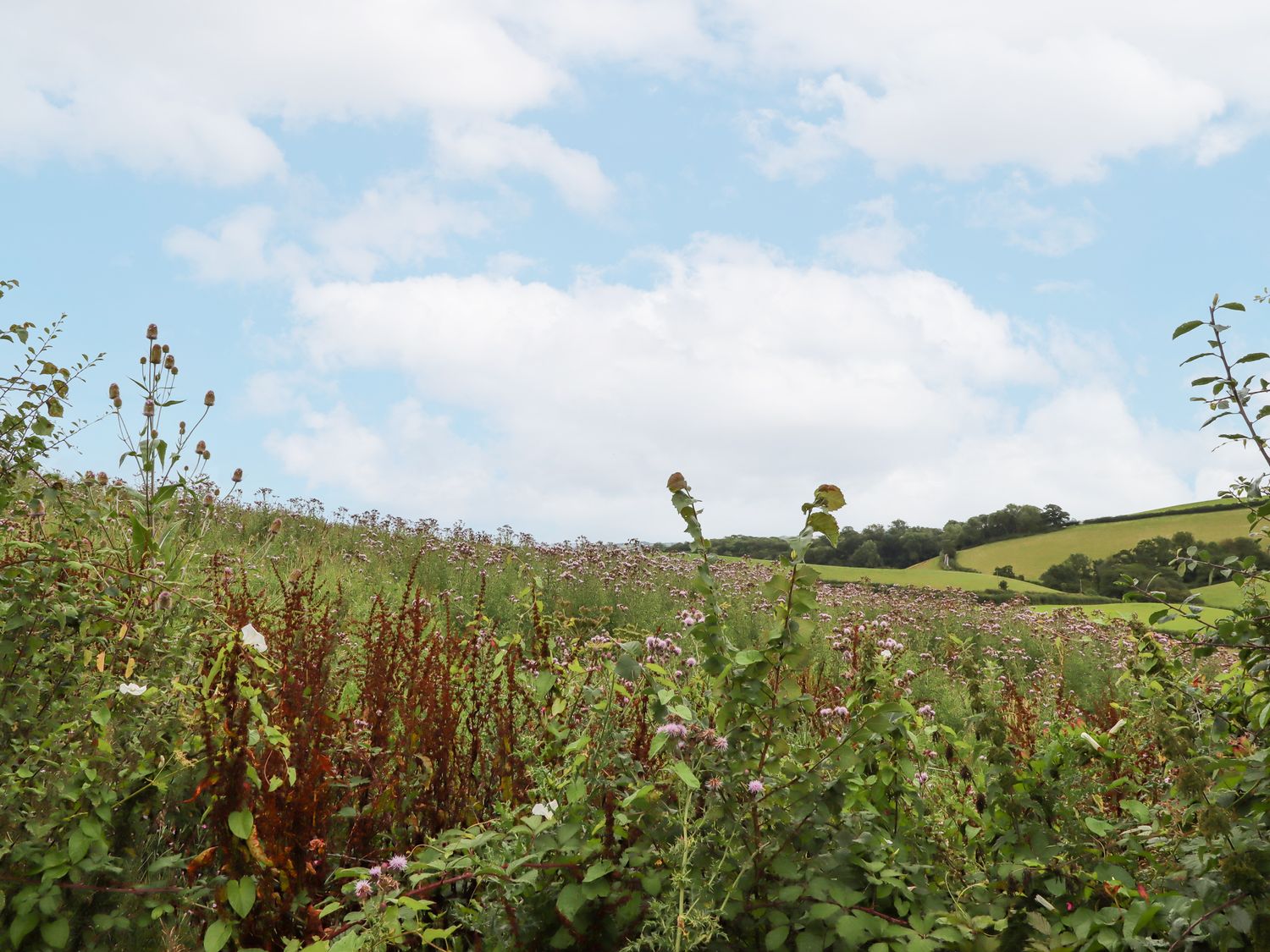 Hole Farm Stables                     photo 43