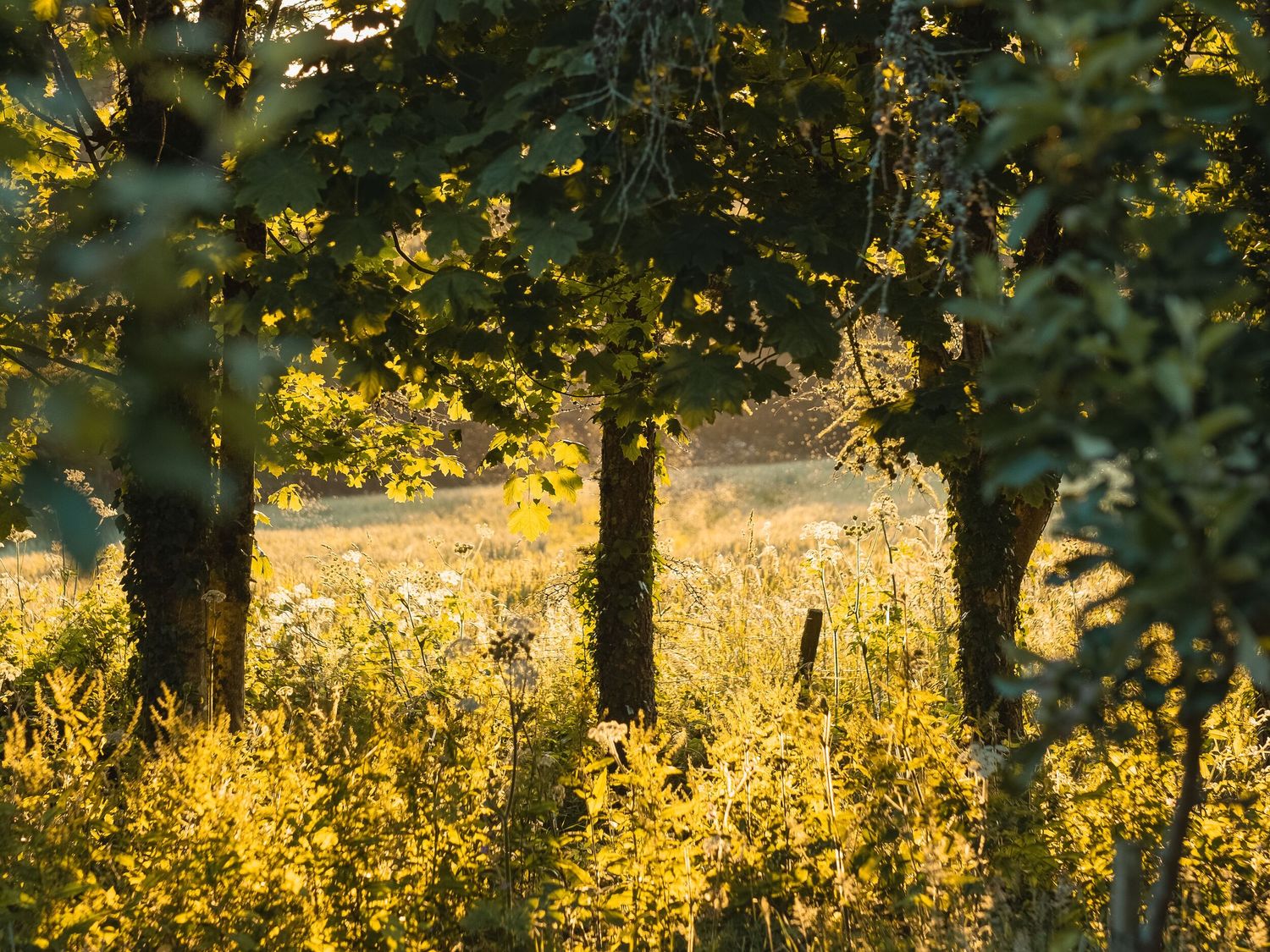 A sunlit field with trees and wildflowers in a natural outdoor setting