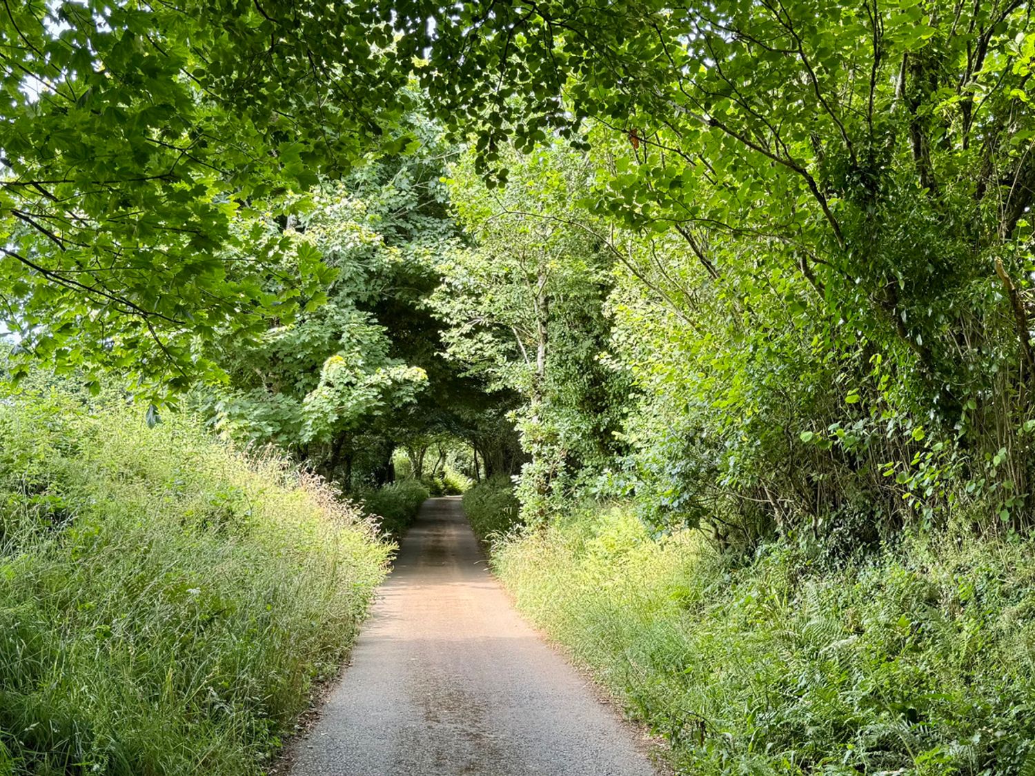 A pathway surrounded by trees and grass at The Mill in Lostwithiel