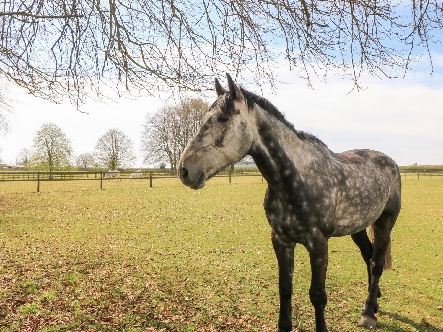 A horse standing in a fenced grassy field with trees in the background at Swallow Studio in Andoversford near Cheltenham