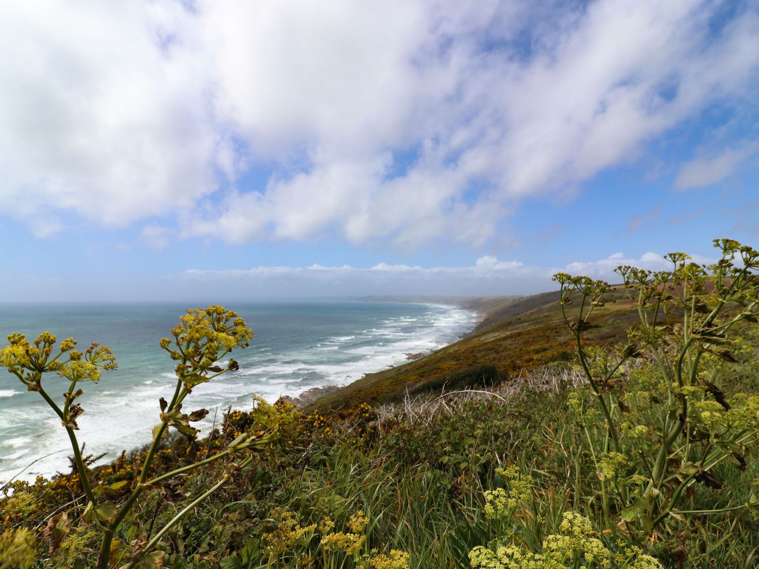 A coastal landscape with wildflowers in the foreground and waves along the shore at Springfield in Kingsand