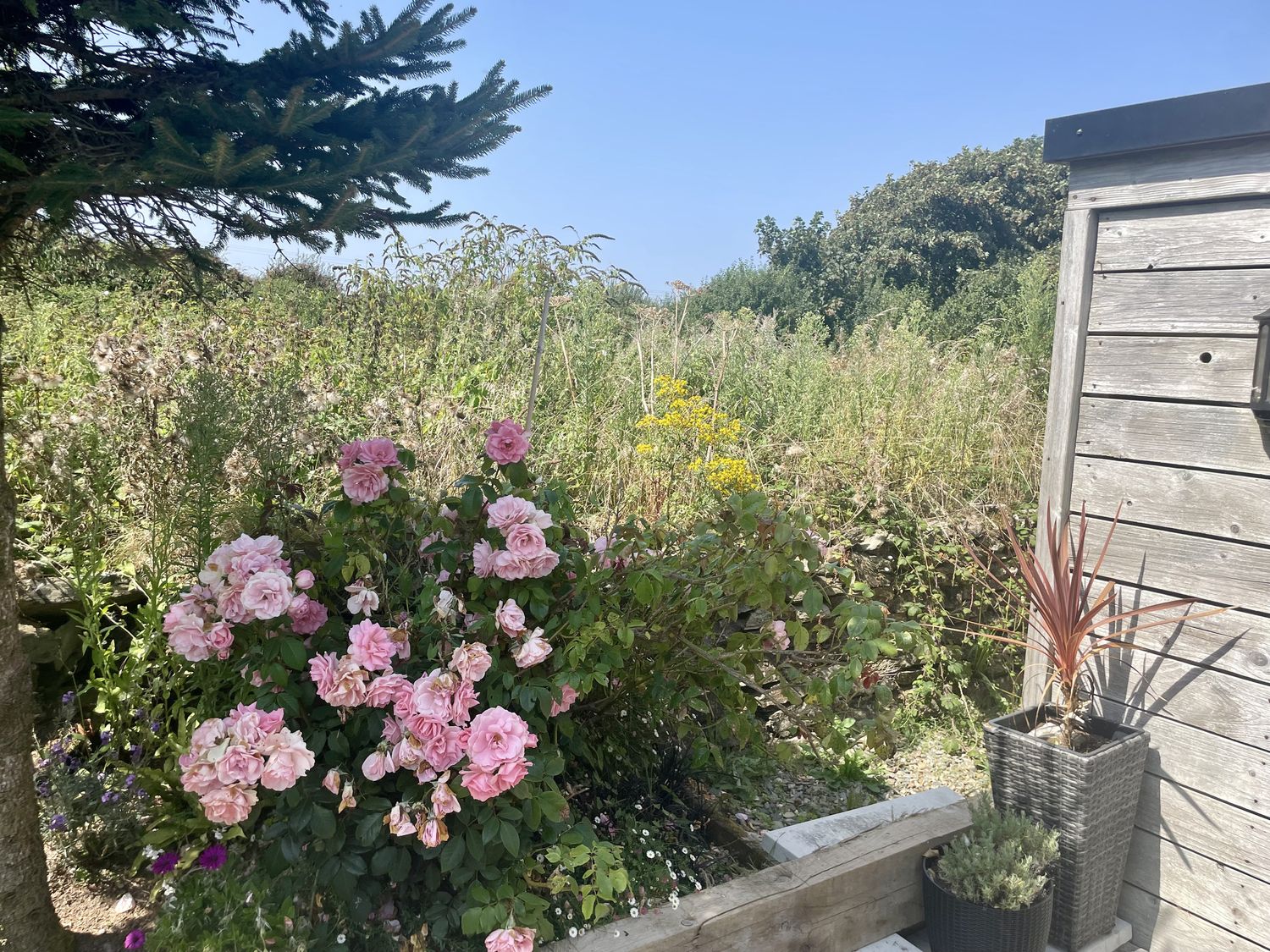 A garden with pink roses and a wooden shed at The Cow Shed in Mawgan Porth